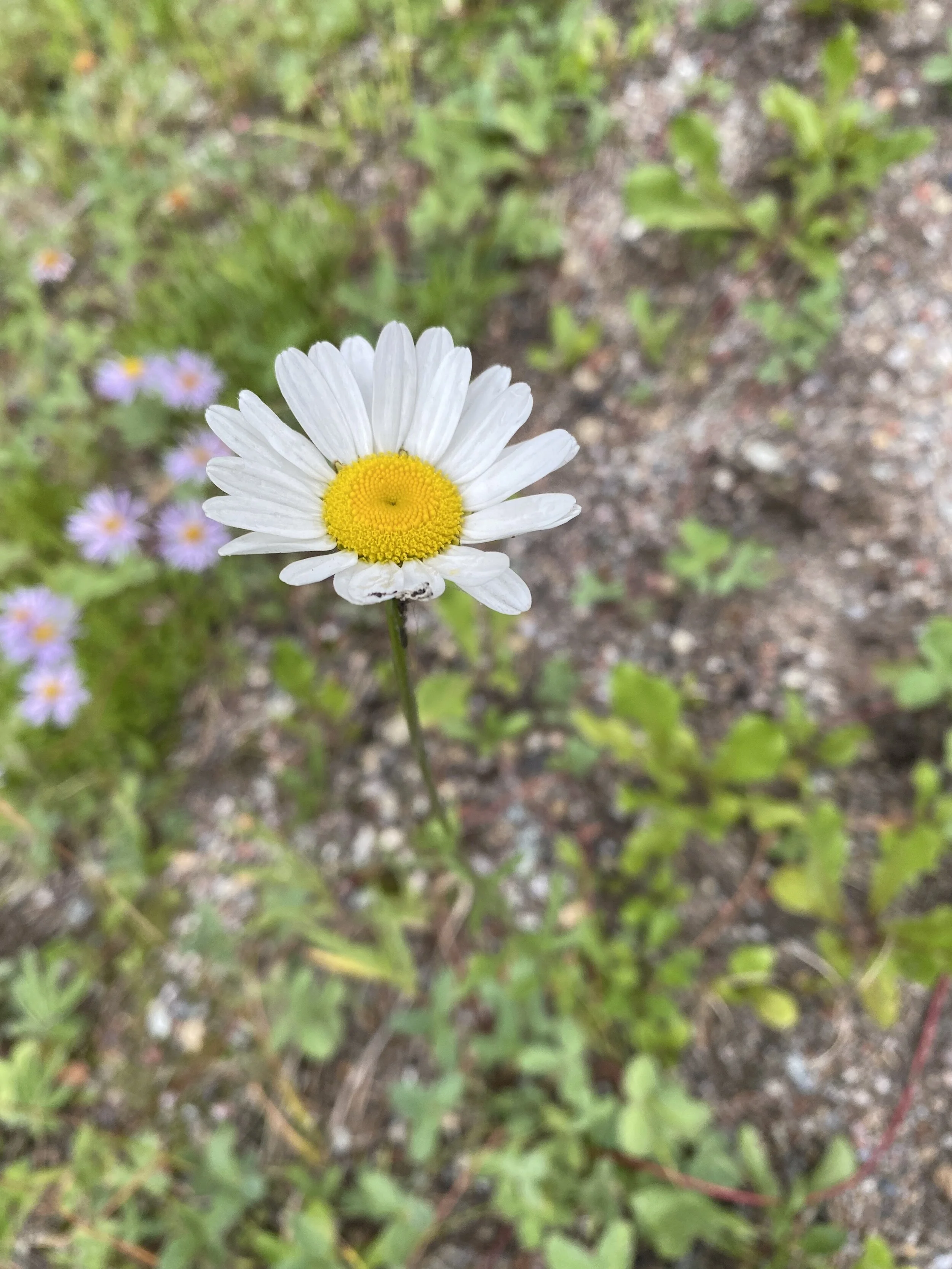 The crazy-making daisy