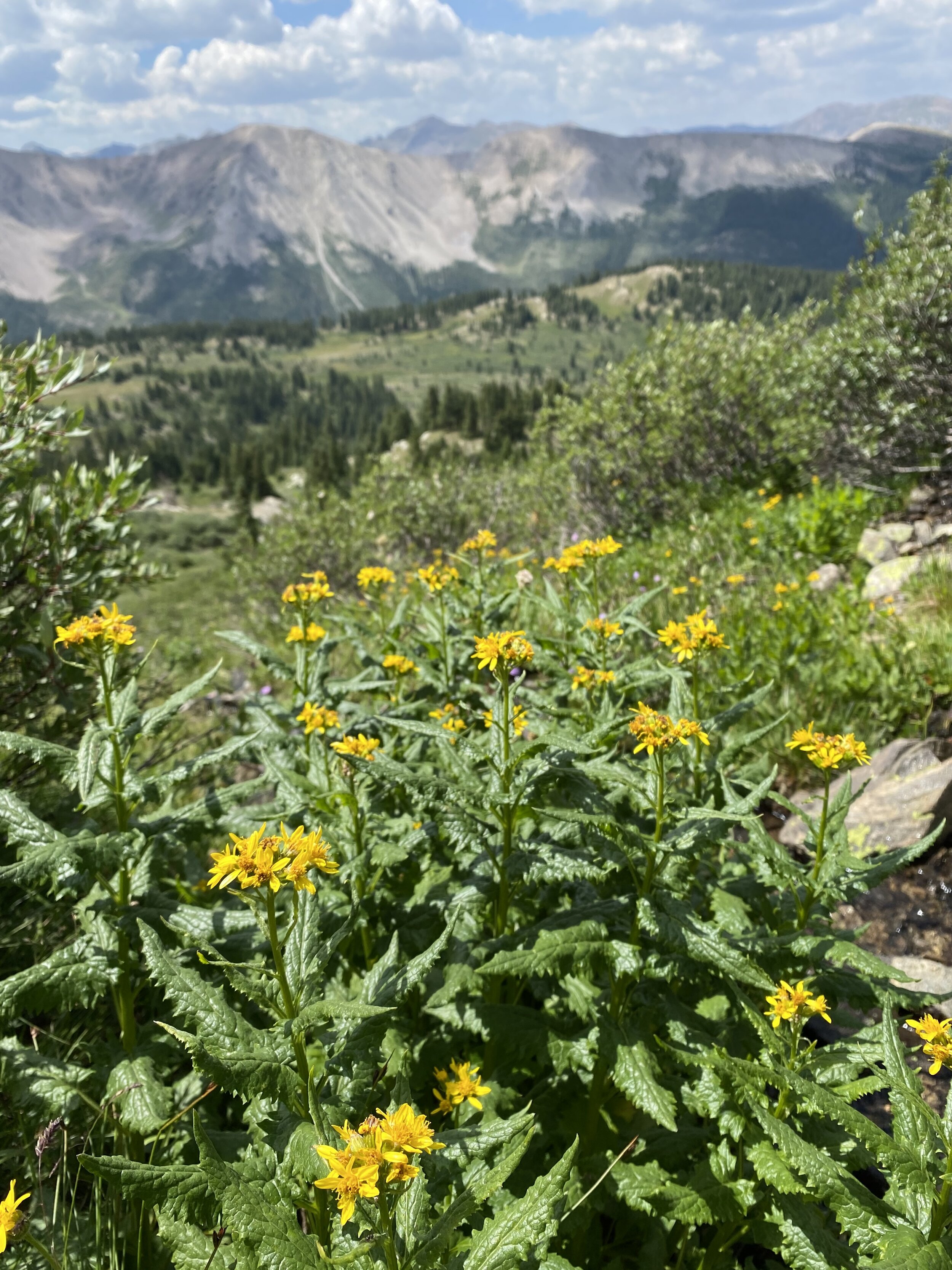 Triangles in nature — Independence Pass Foundation