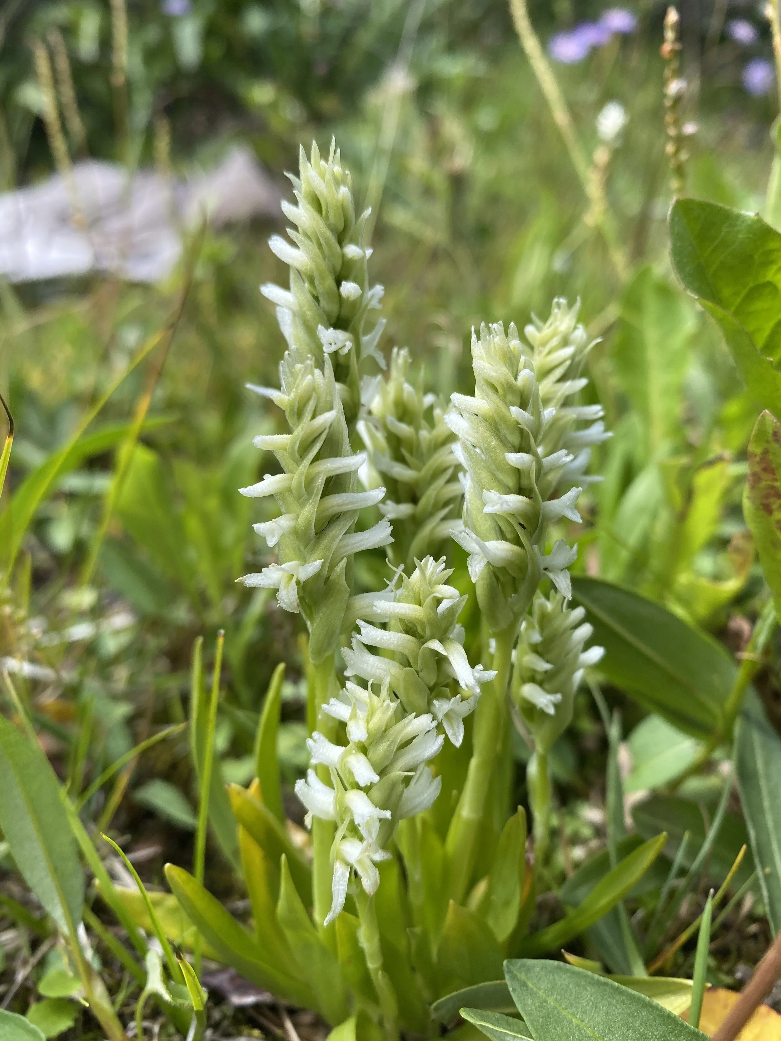A new orchid!