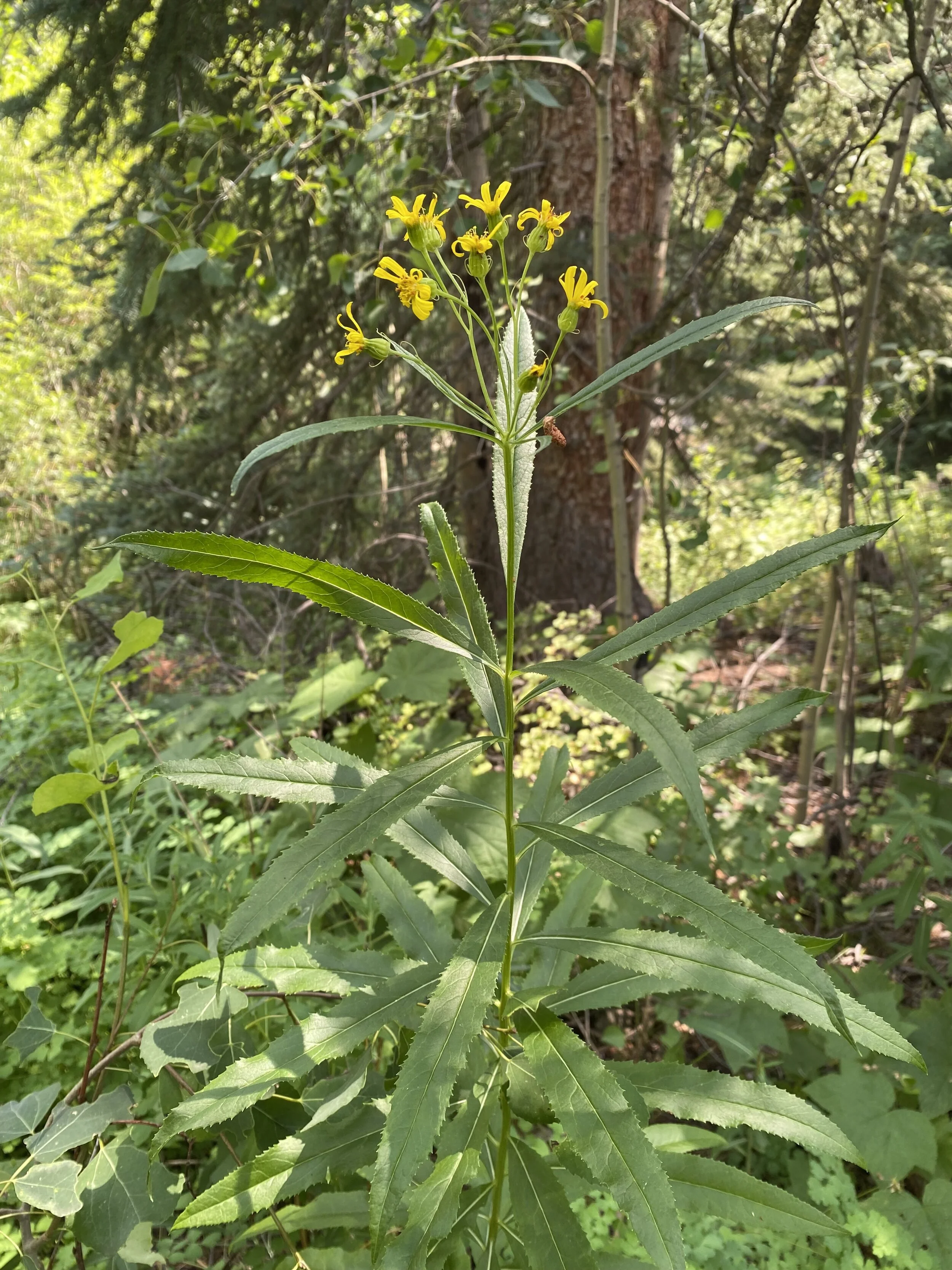 Another tall, serrated yellow fellow