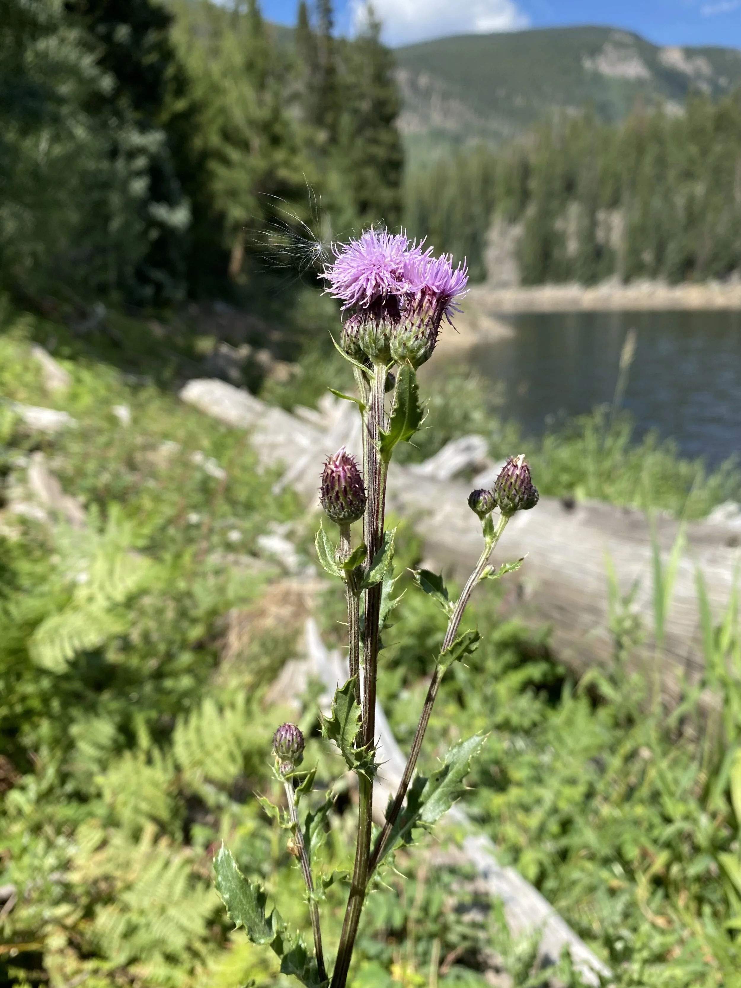 Maybe the worst thistle