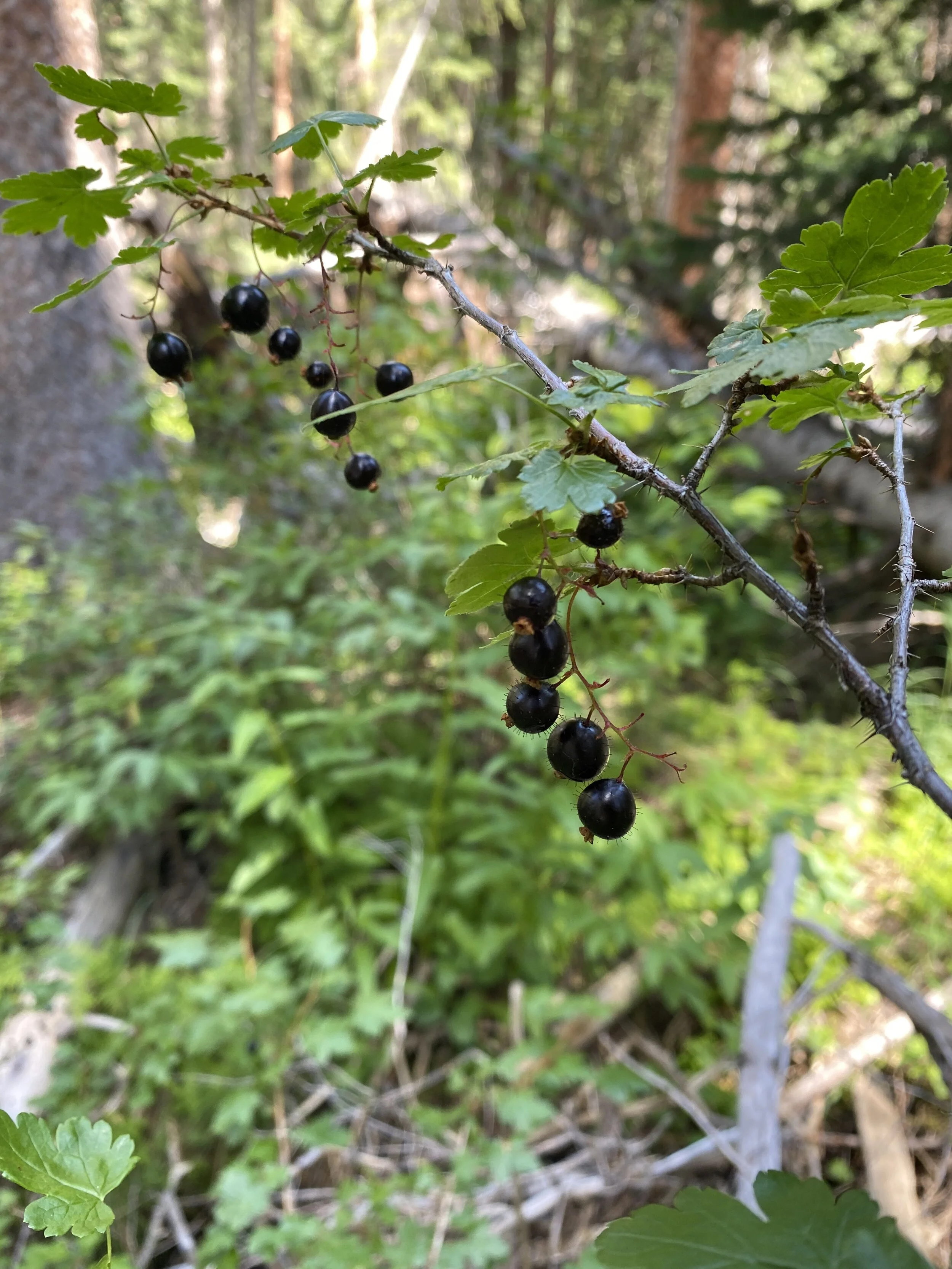 Black, bristly, and delicious