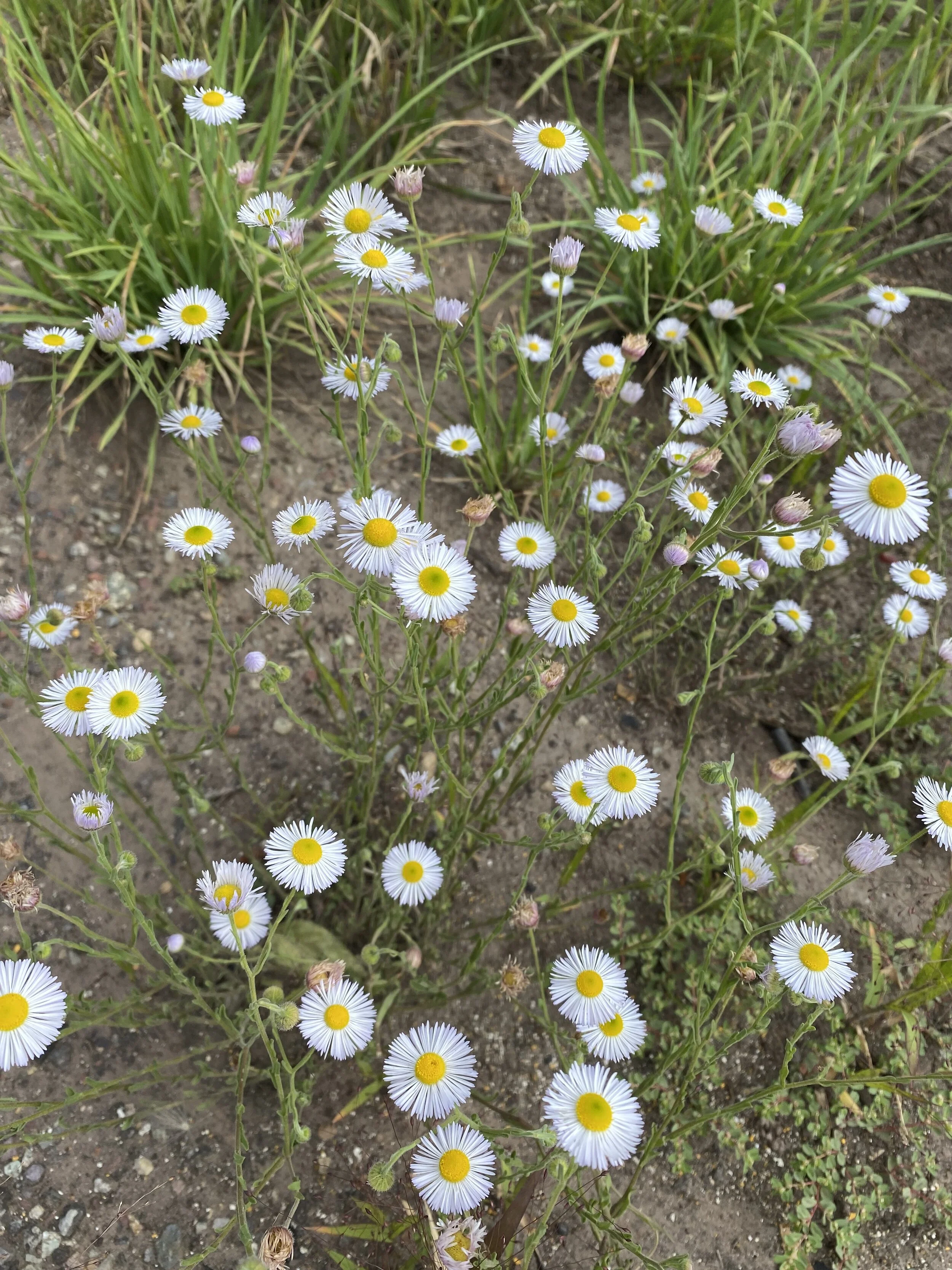 Next round of daisies