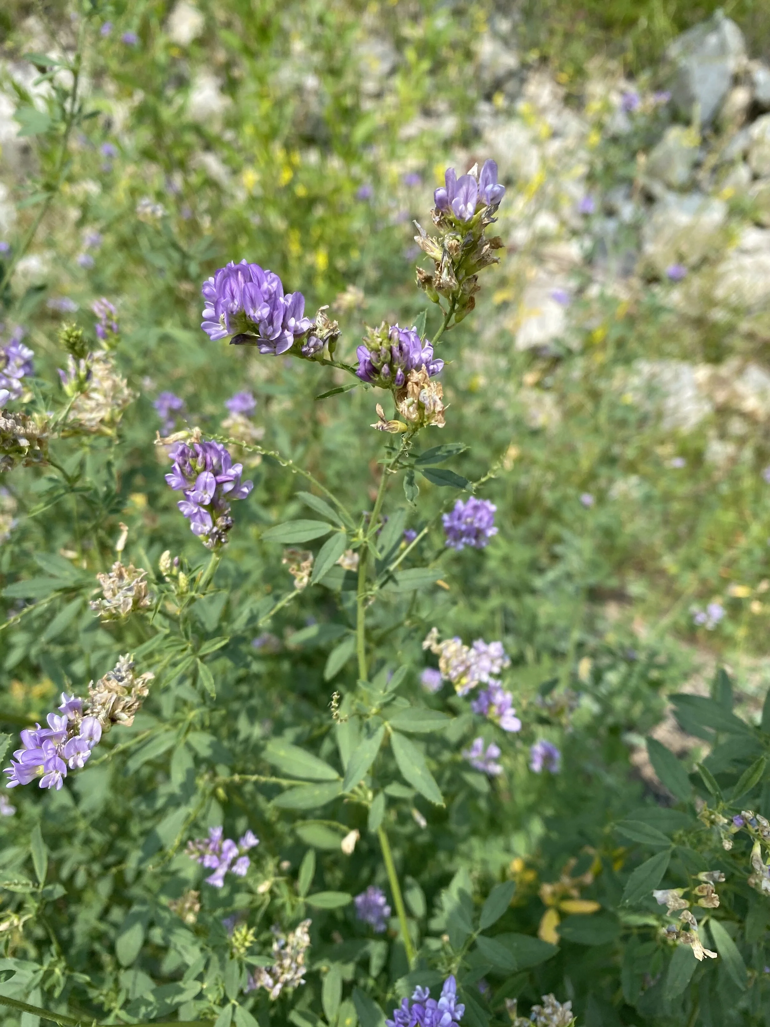 A world beater — Independence Pass Foundation