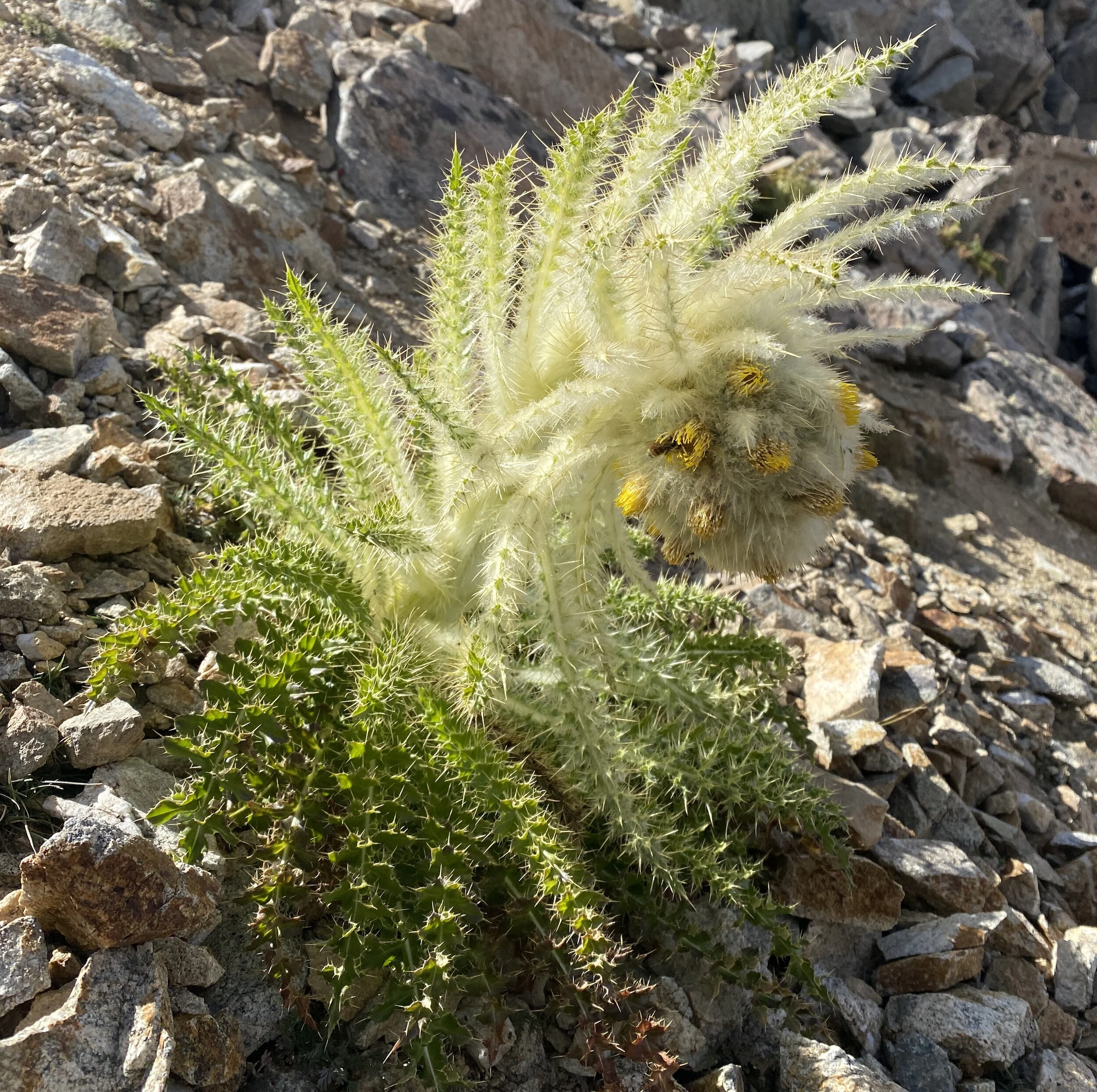 Good thistle