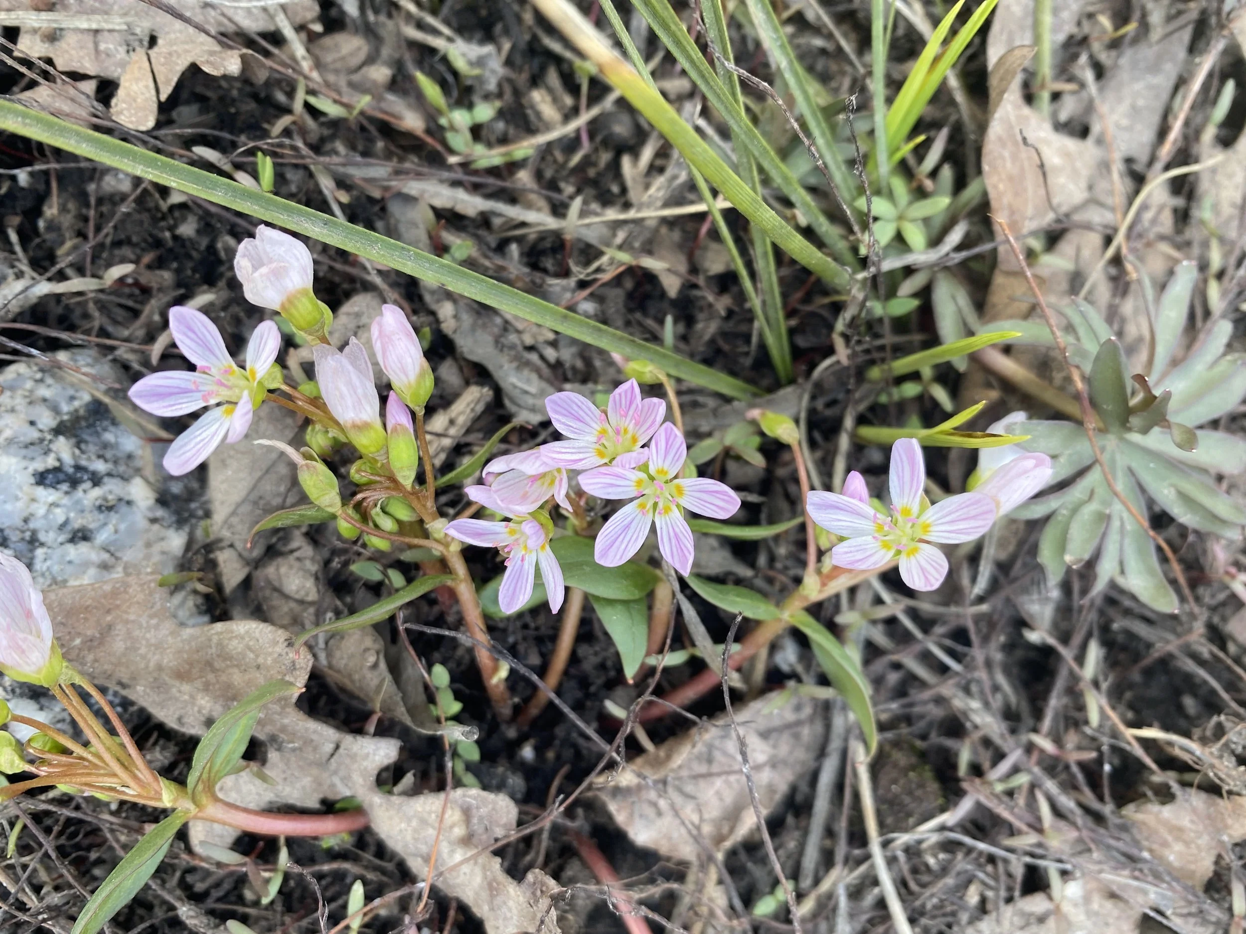 First wildflower of 2022!