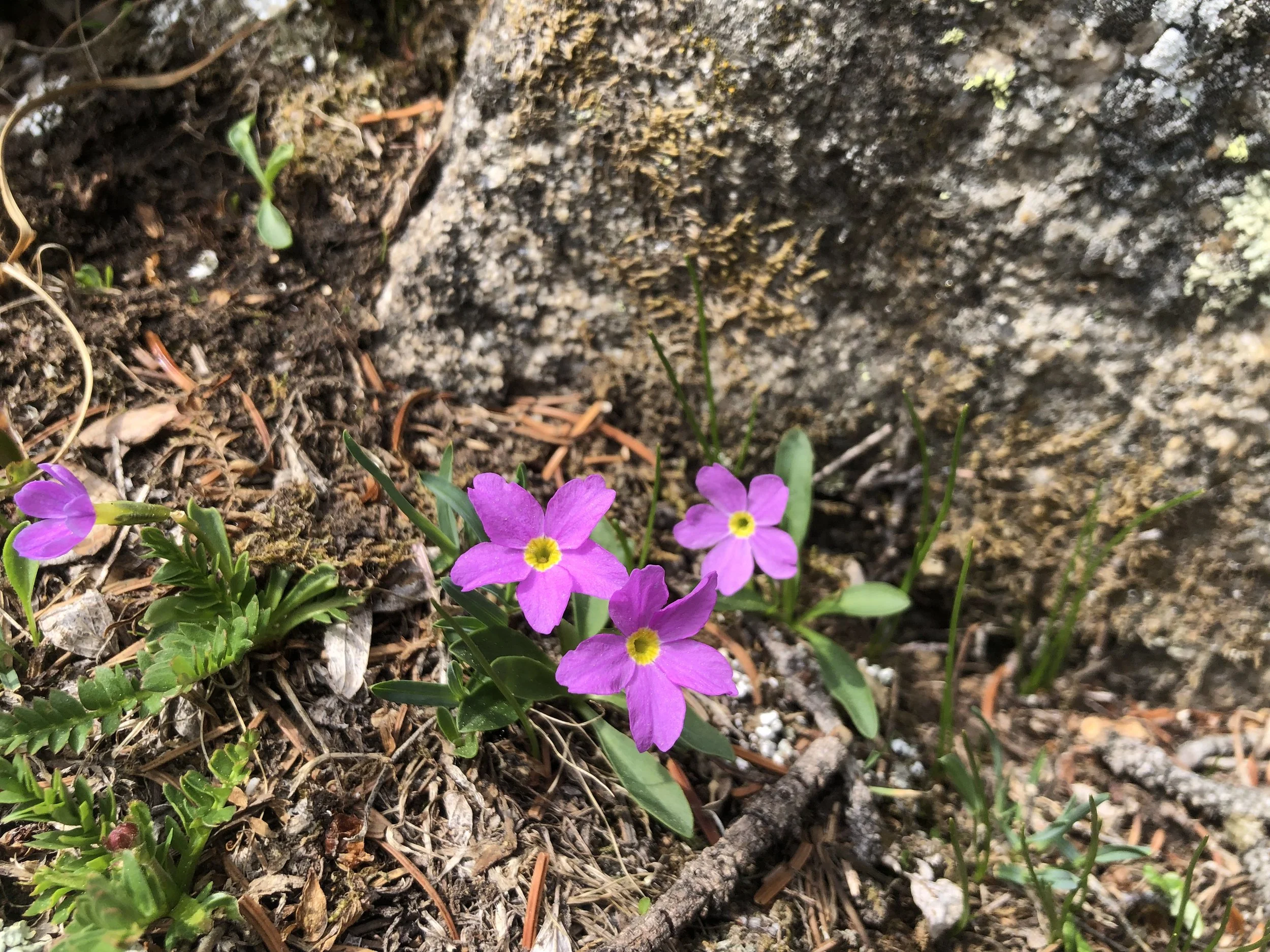 Primula angustifolia Lackawann 11,000 6.18.21.jpg