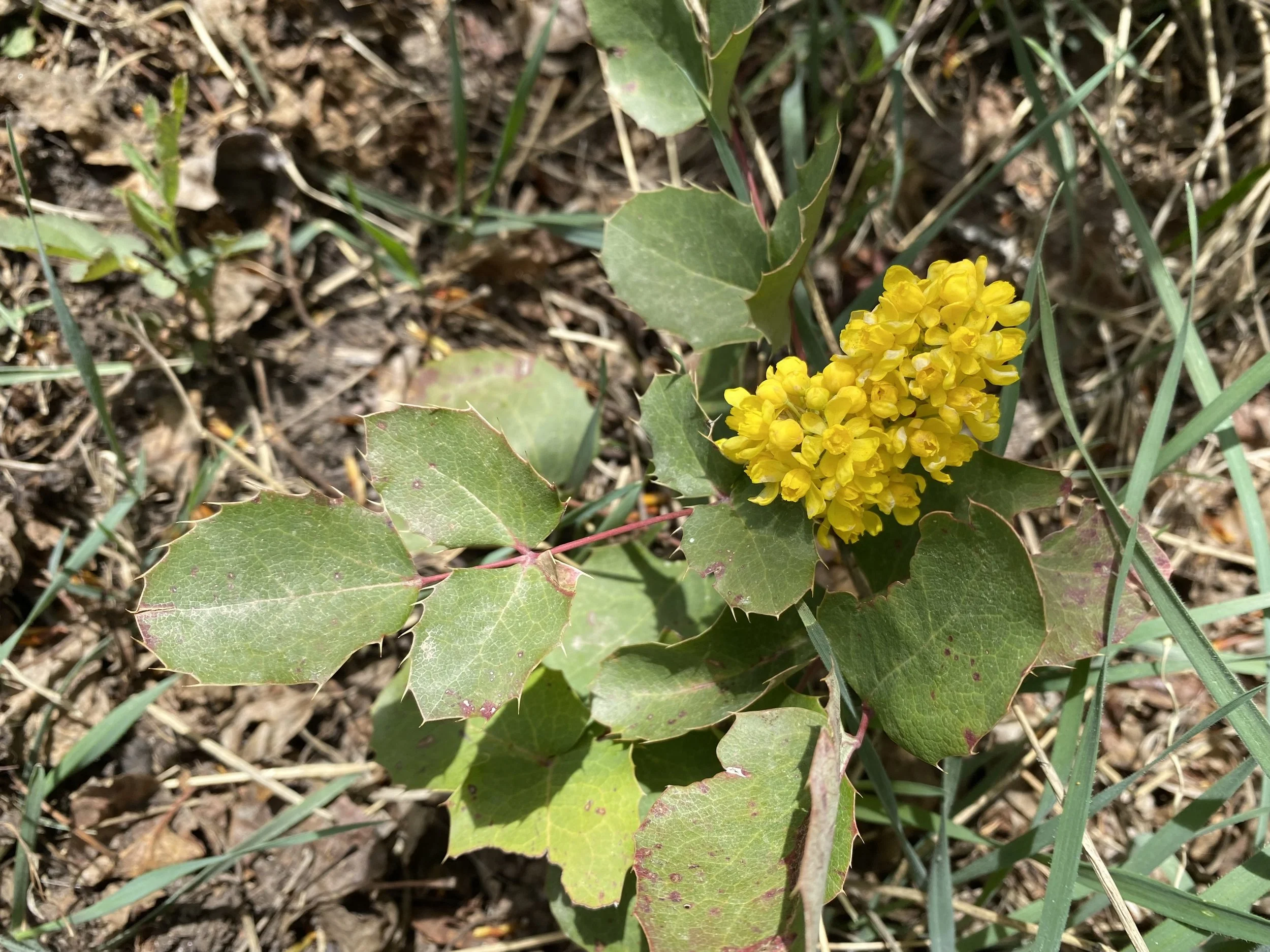 Evergreen (and yellow and red)