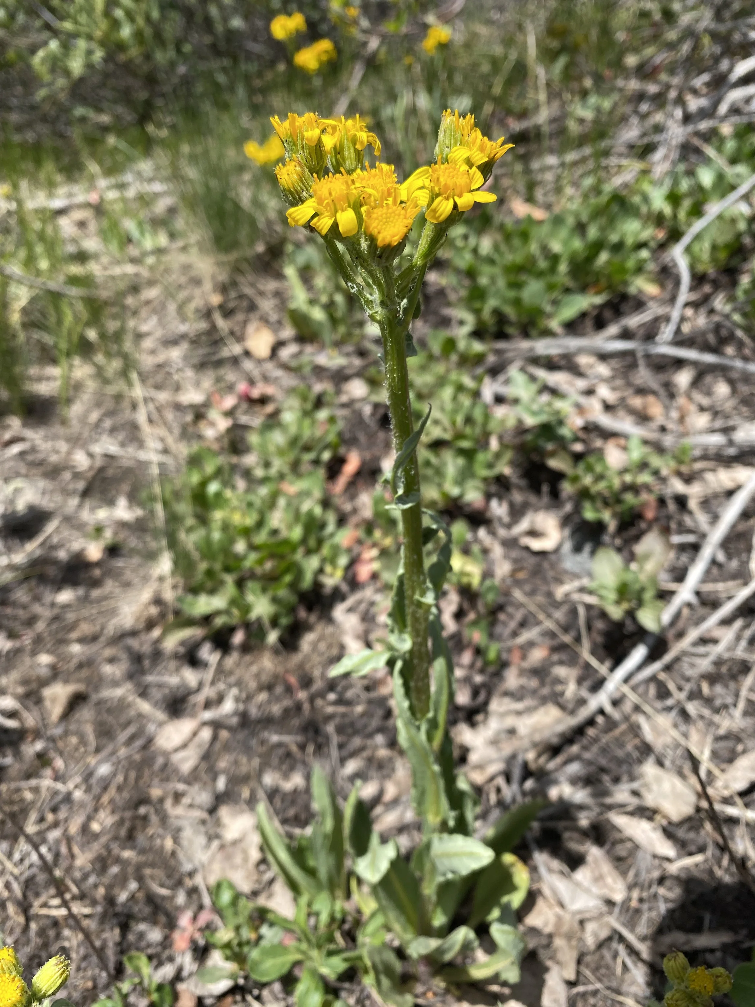 With a name like "ragwort" . . . 