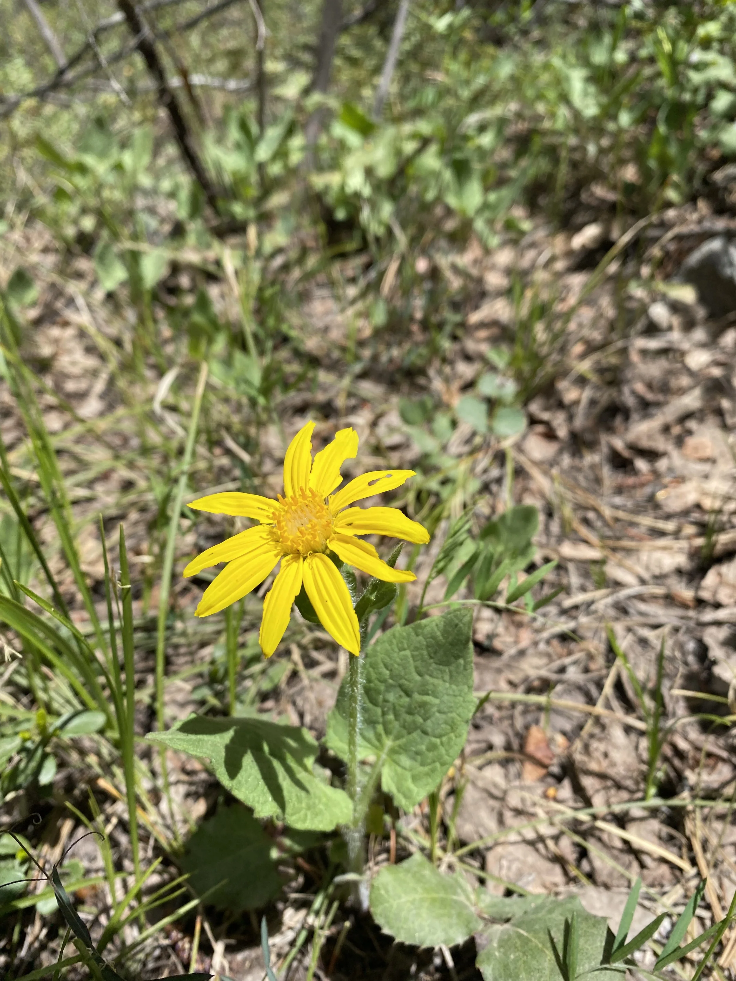 Pollinators need not apply