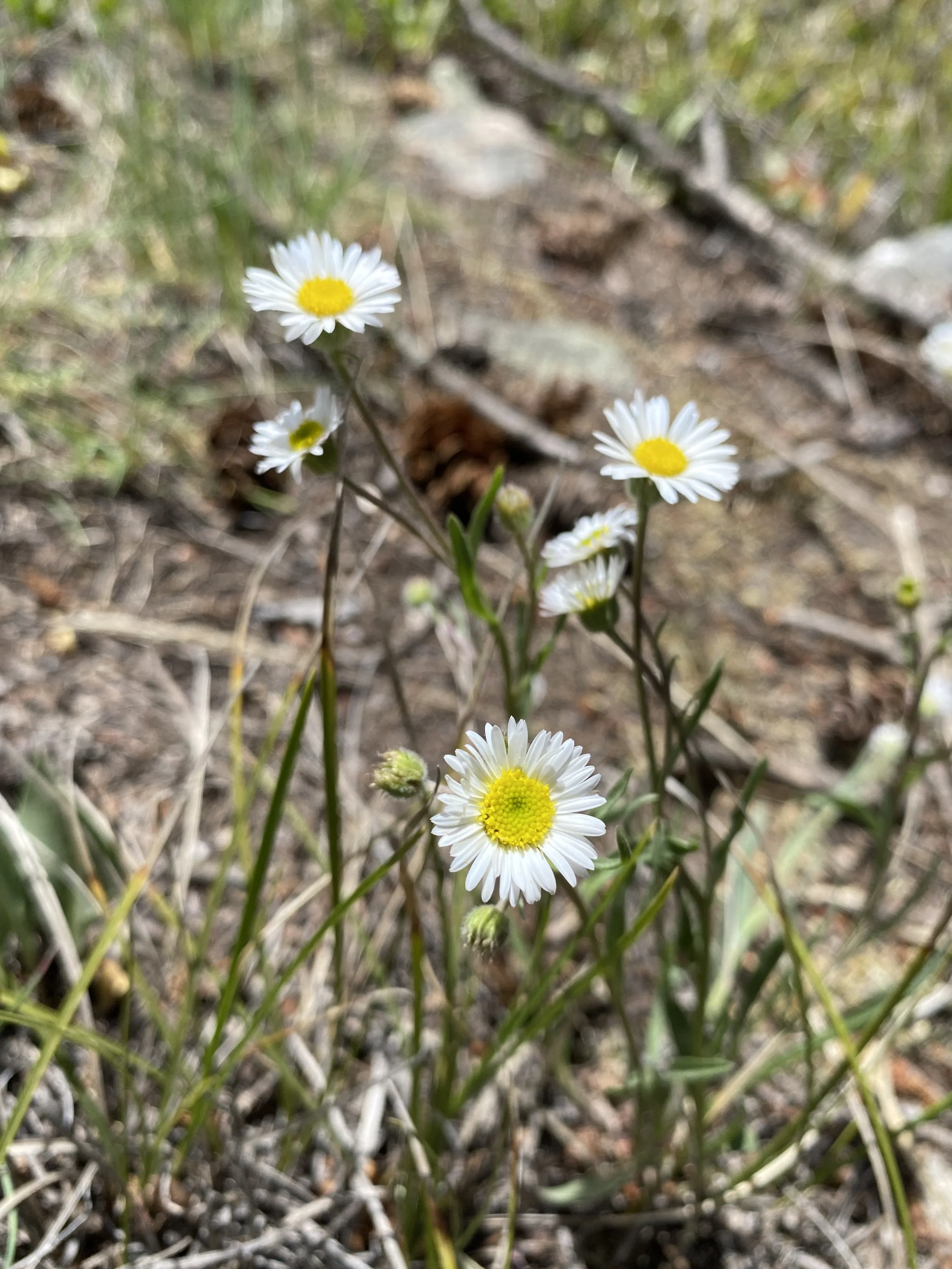 The first of many (daisies)