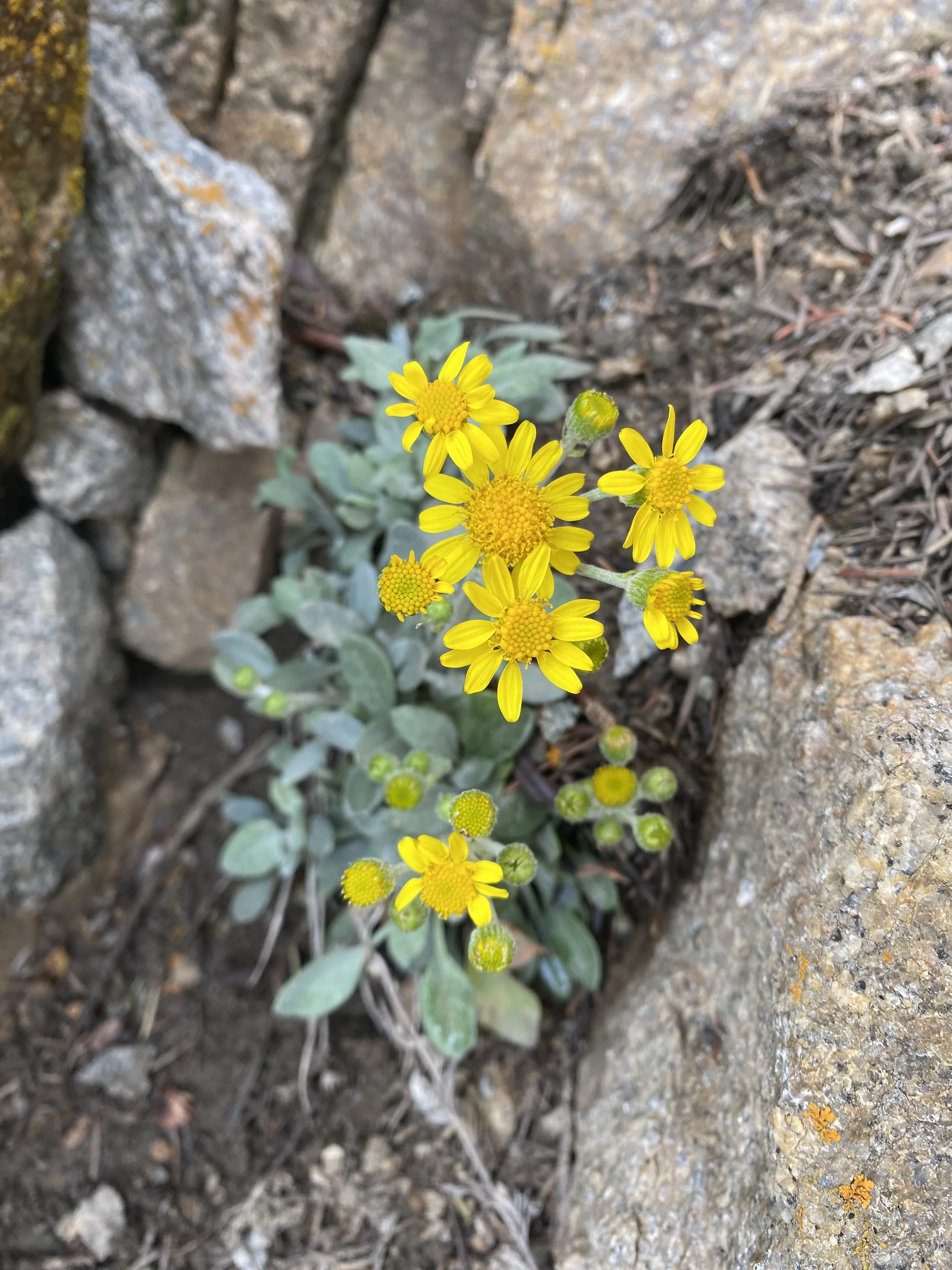 Dozens of flowers in one