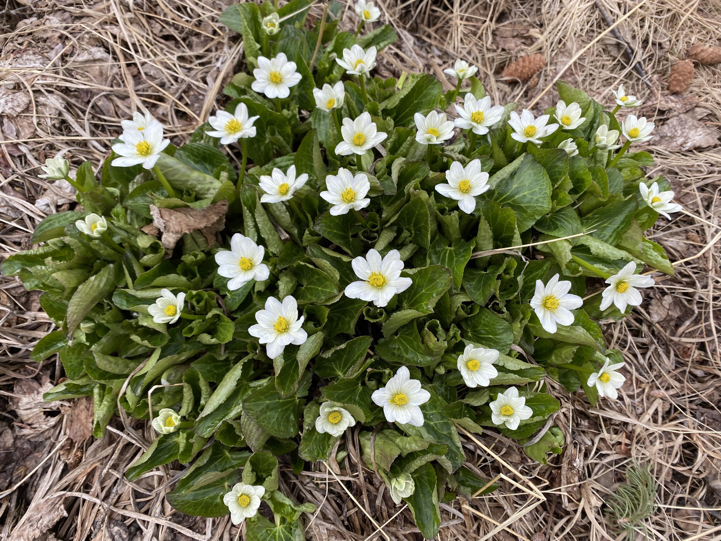 Goodbye snow, hello marigolds!