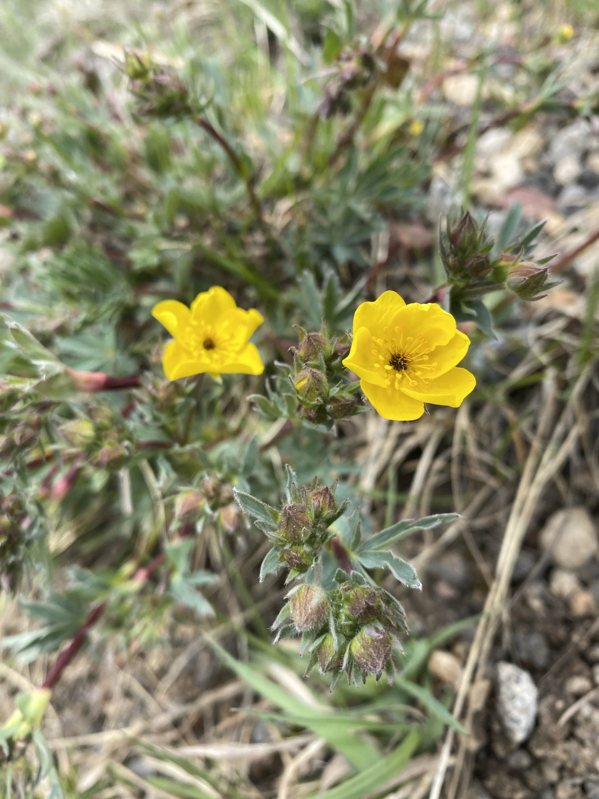 Cinquefoil #2