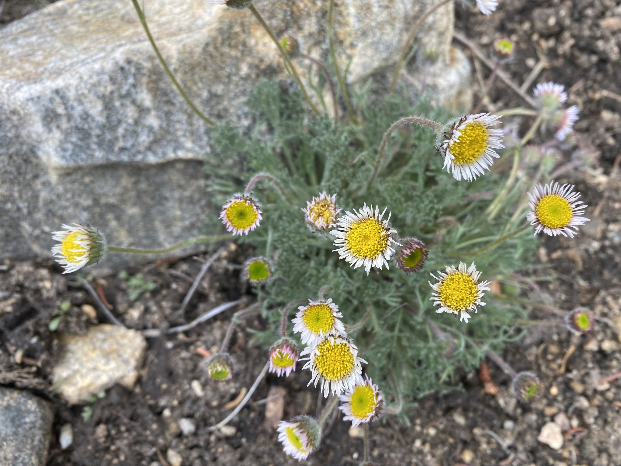 This daisy doesn't like to be pigeon-holed