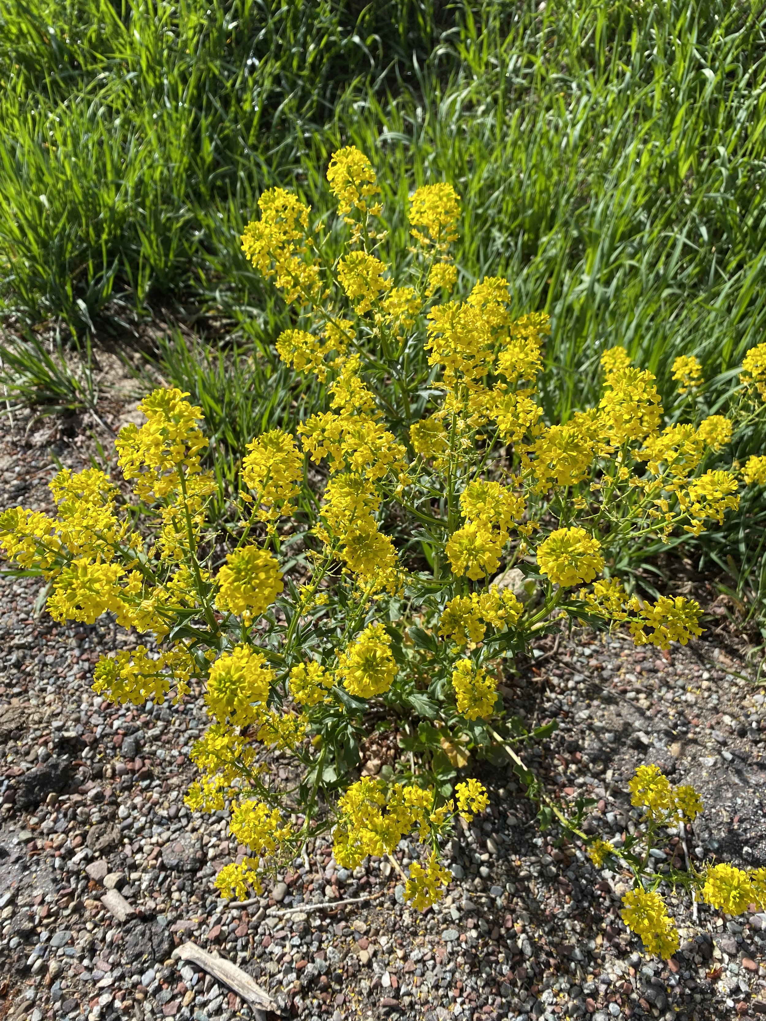 What makes a wildflower a weed?