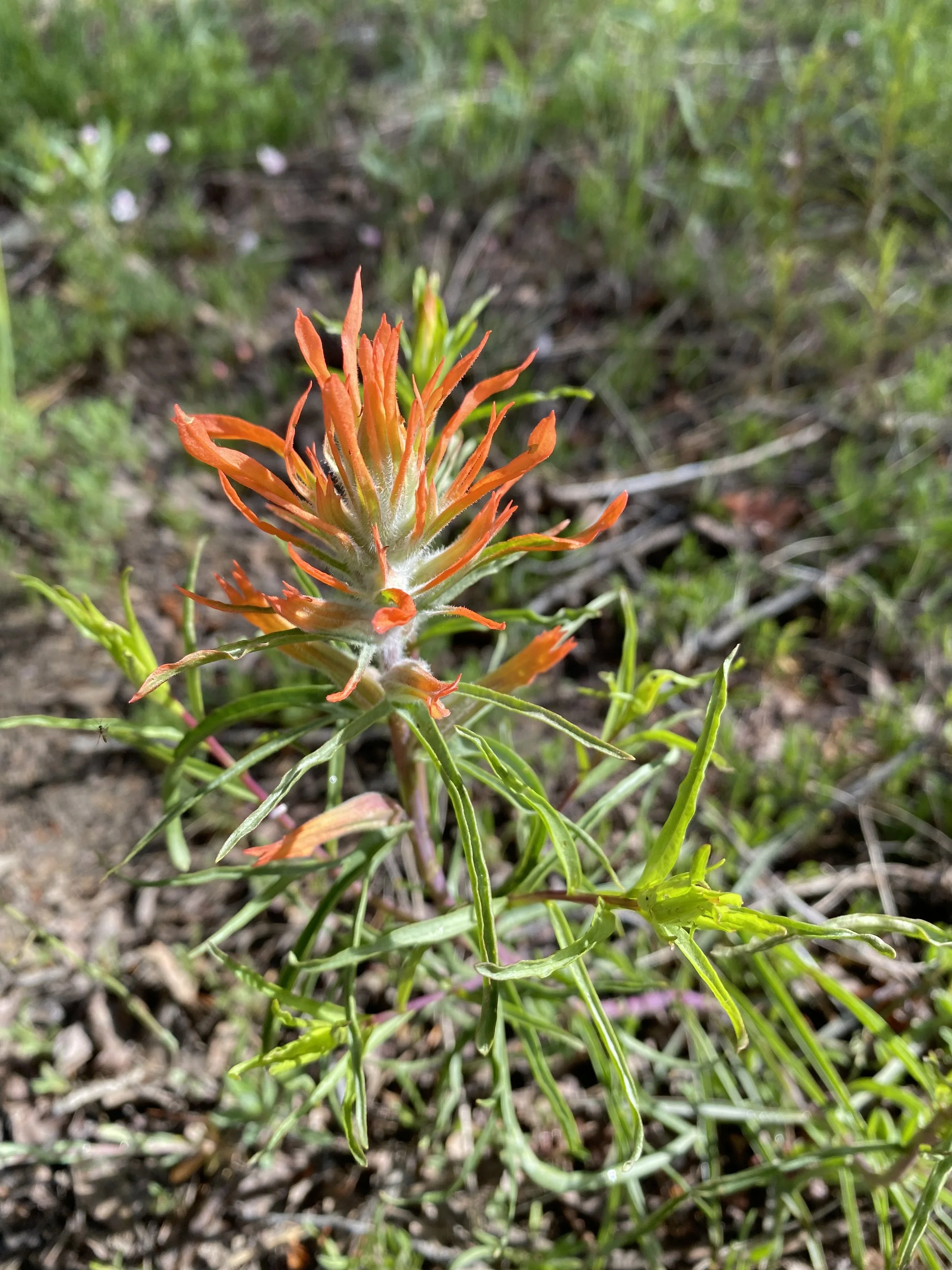 A pointilist paintbrush