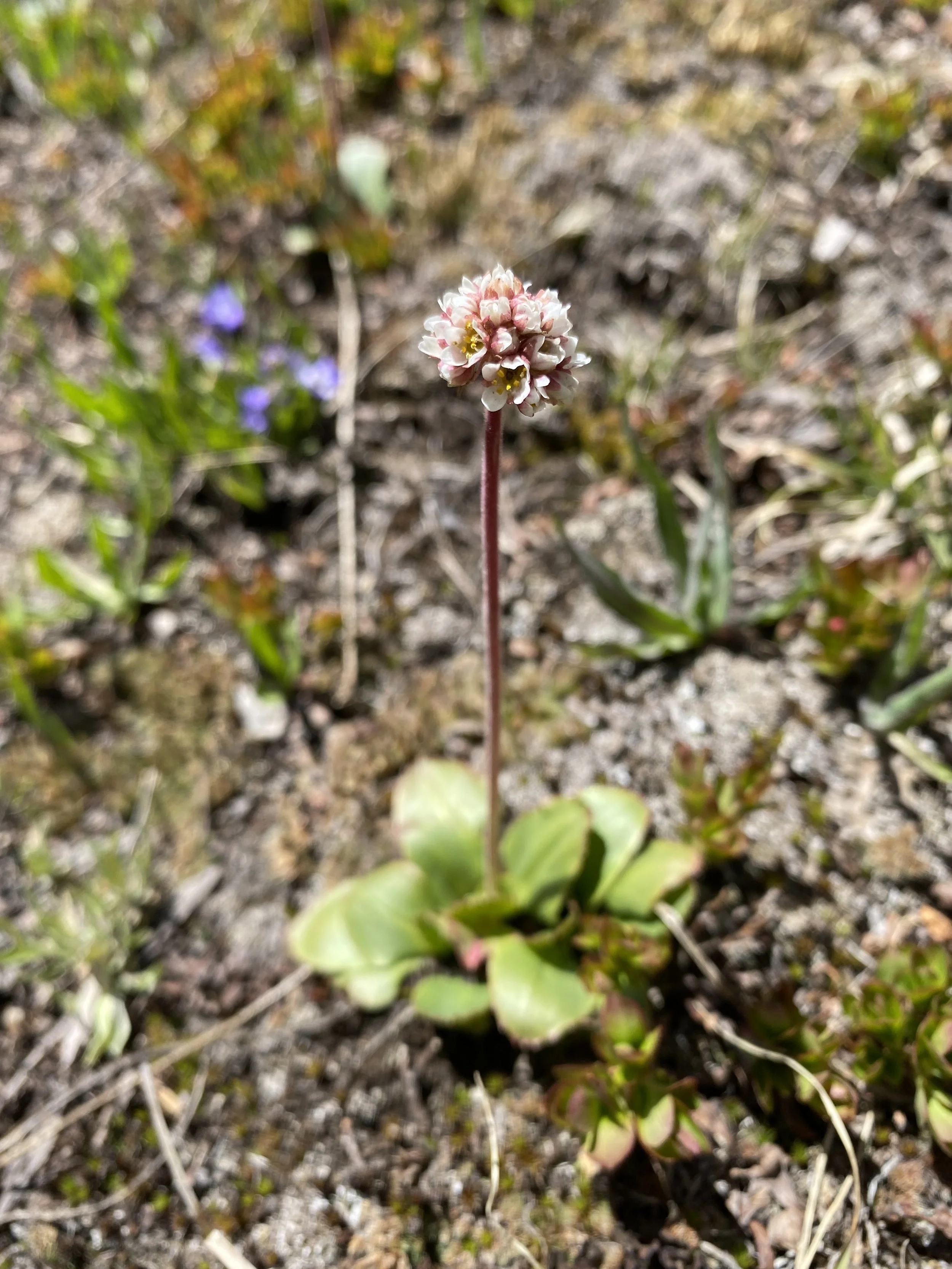 Sufferin' saxifrage!