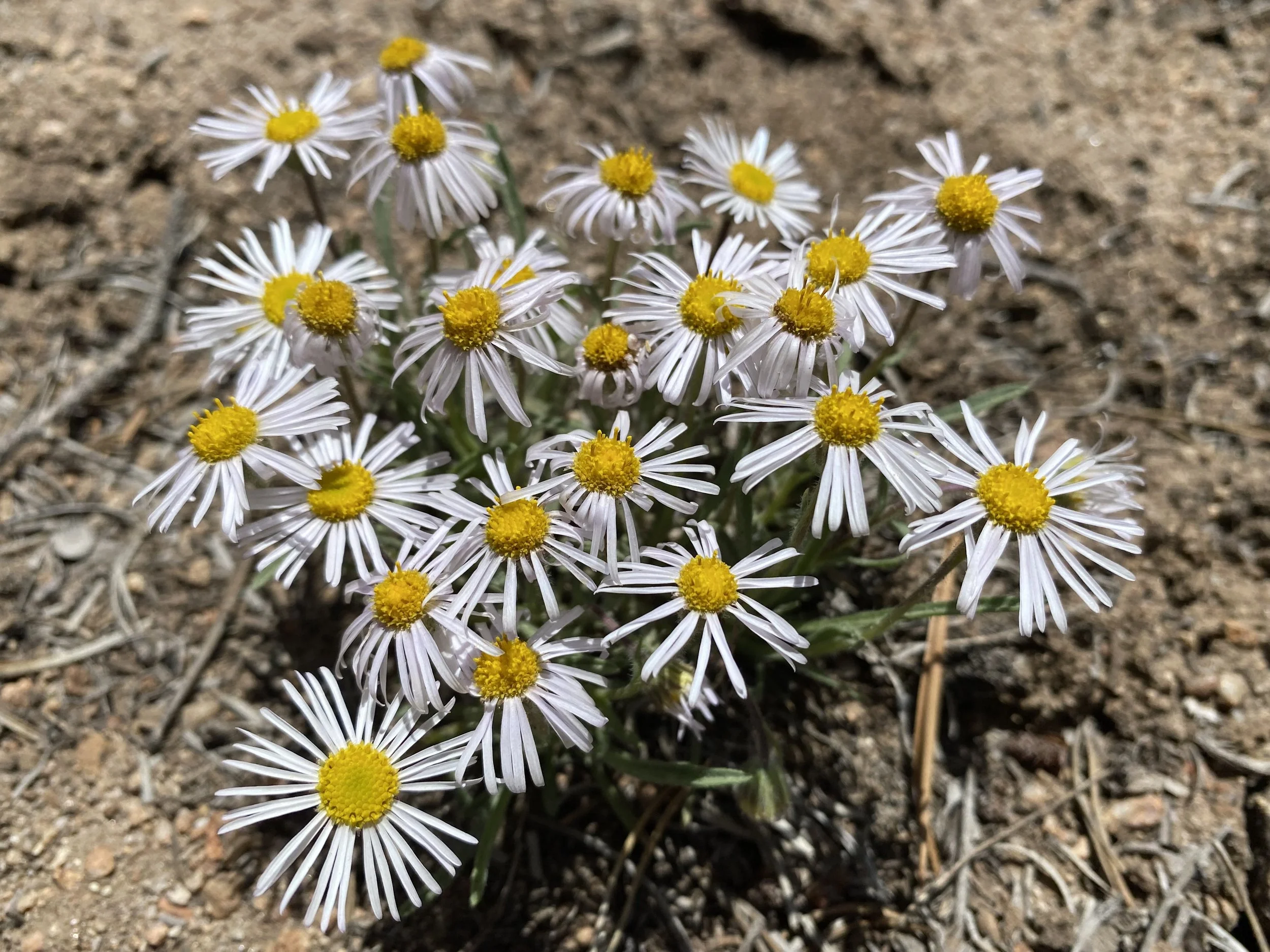 The east side's favorite daisy