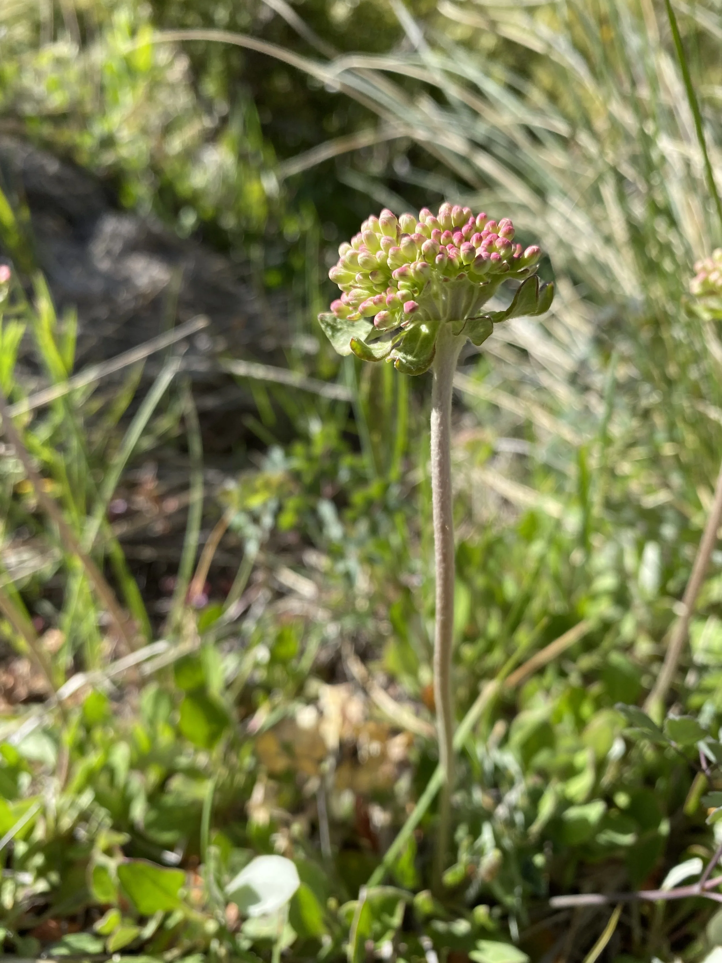O-tay, Buckwheat