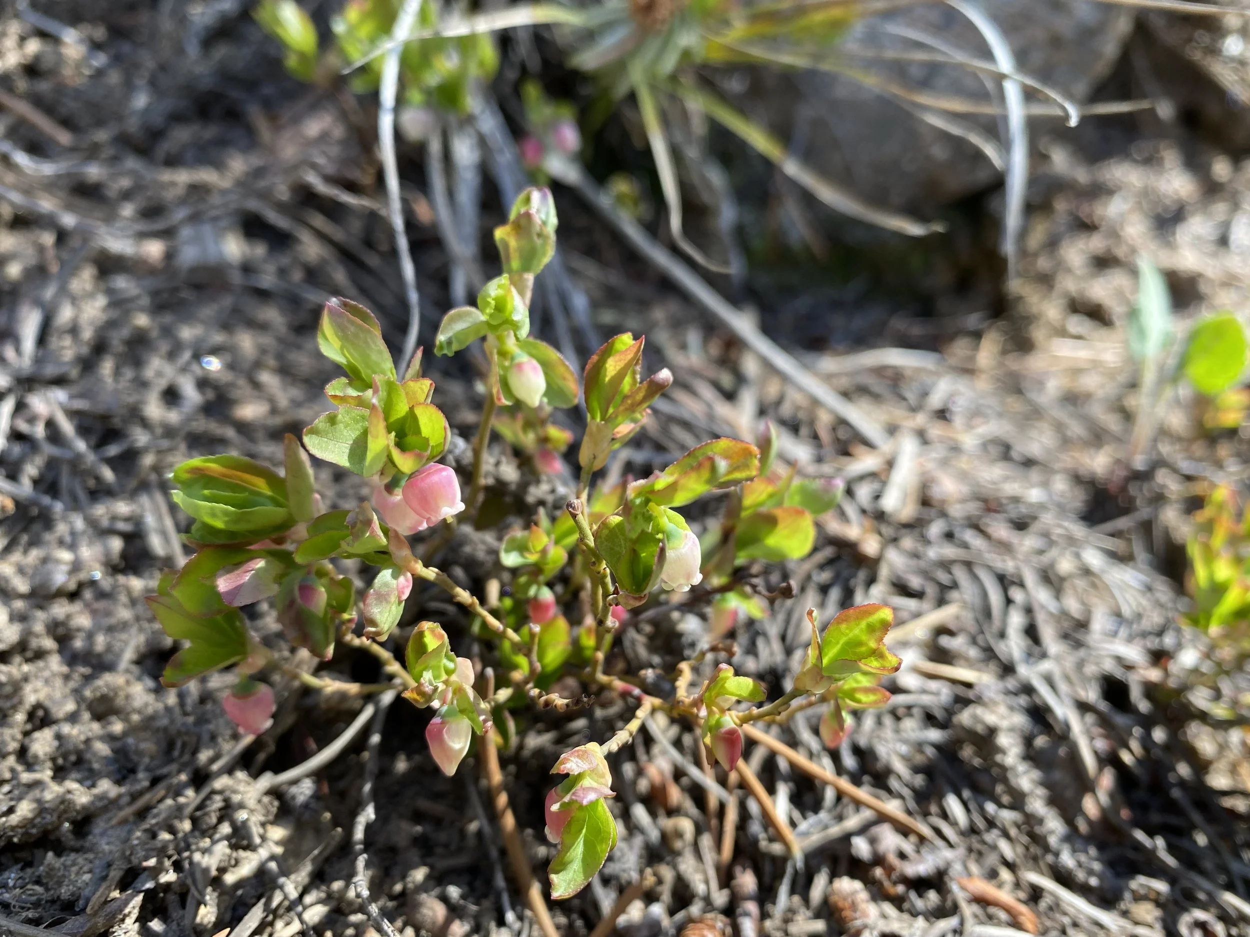 First wild blueberry