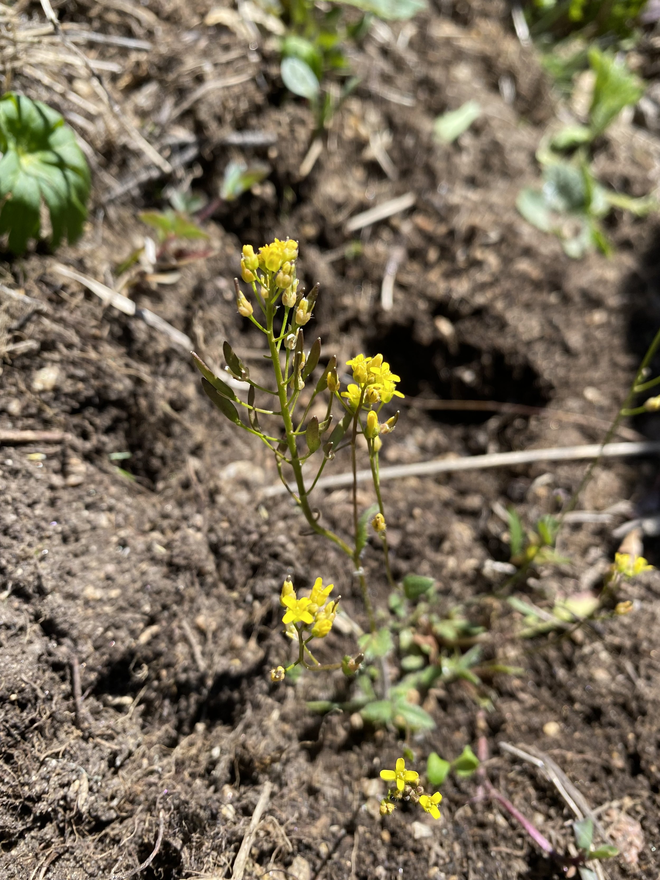 Let the Draba games begin!