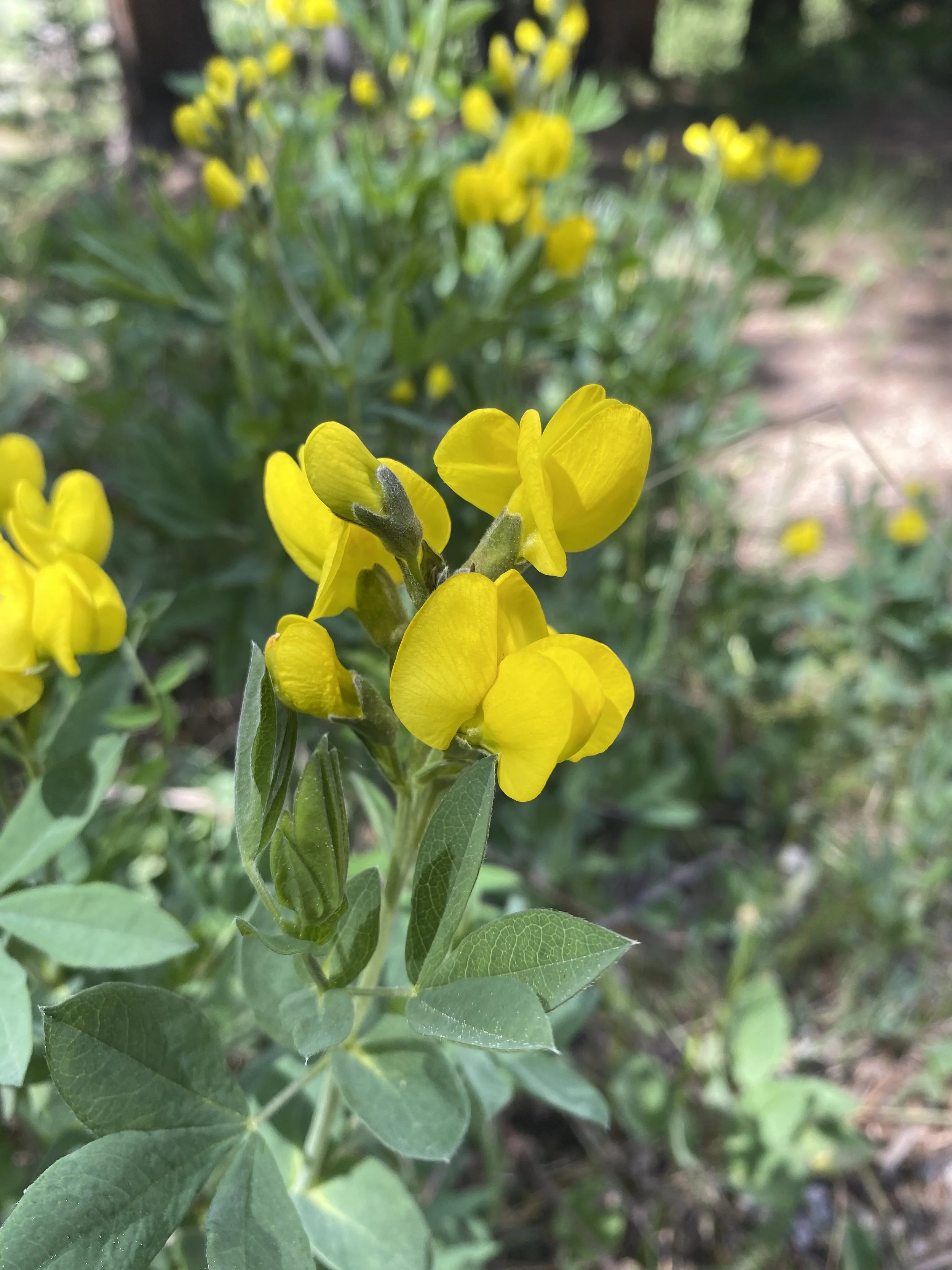 Yellow lupine?