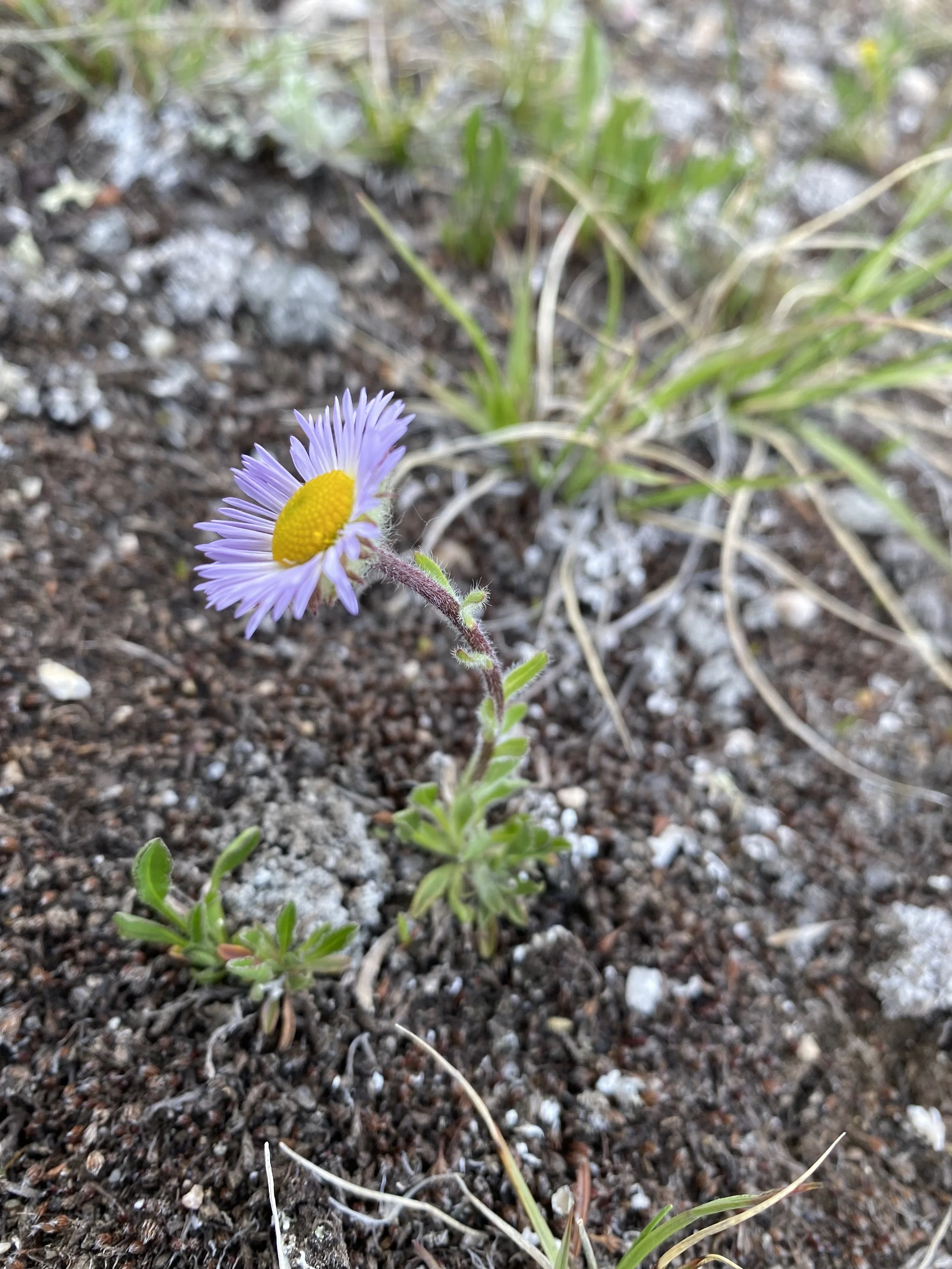 Our fuzzy alpine daisy