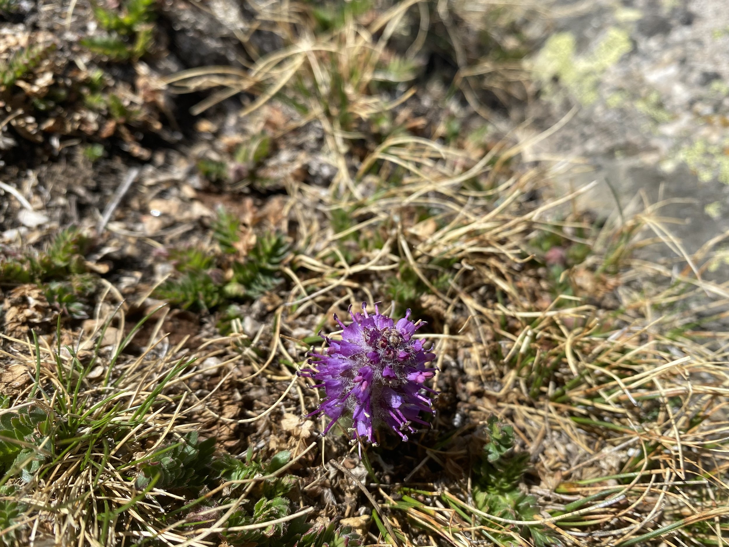 Purple jewel of the alpine