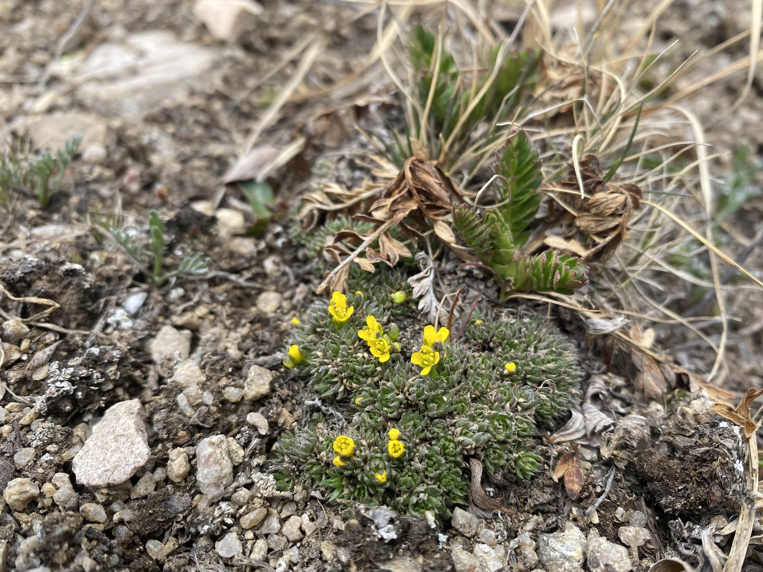 A rare find