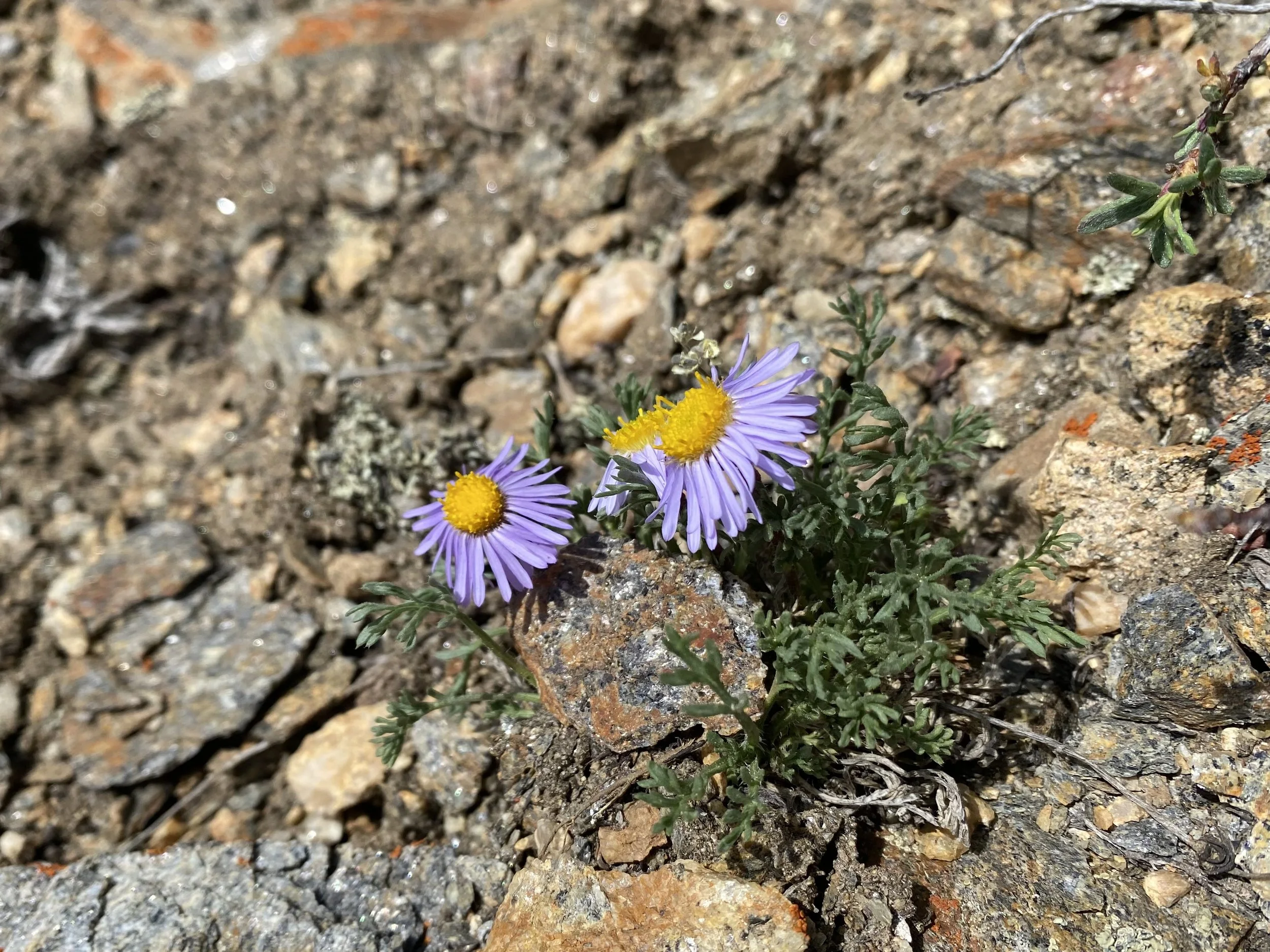 Another daisy for your delight