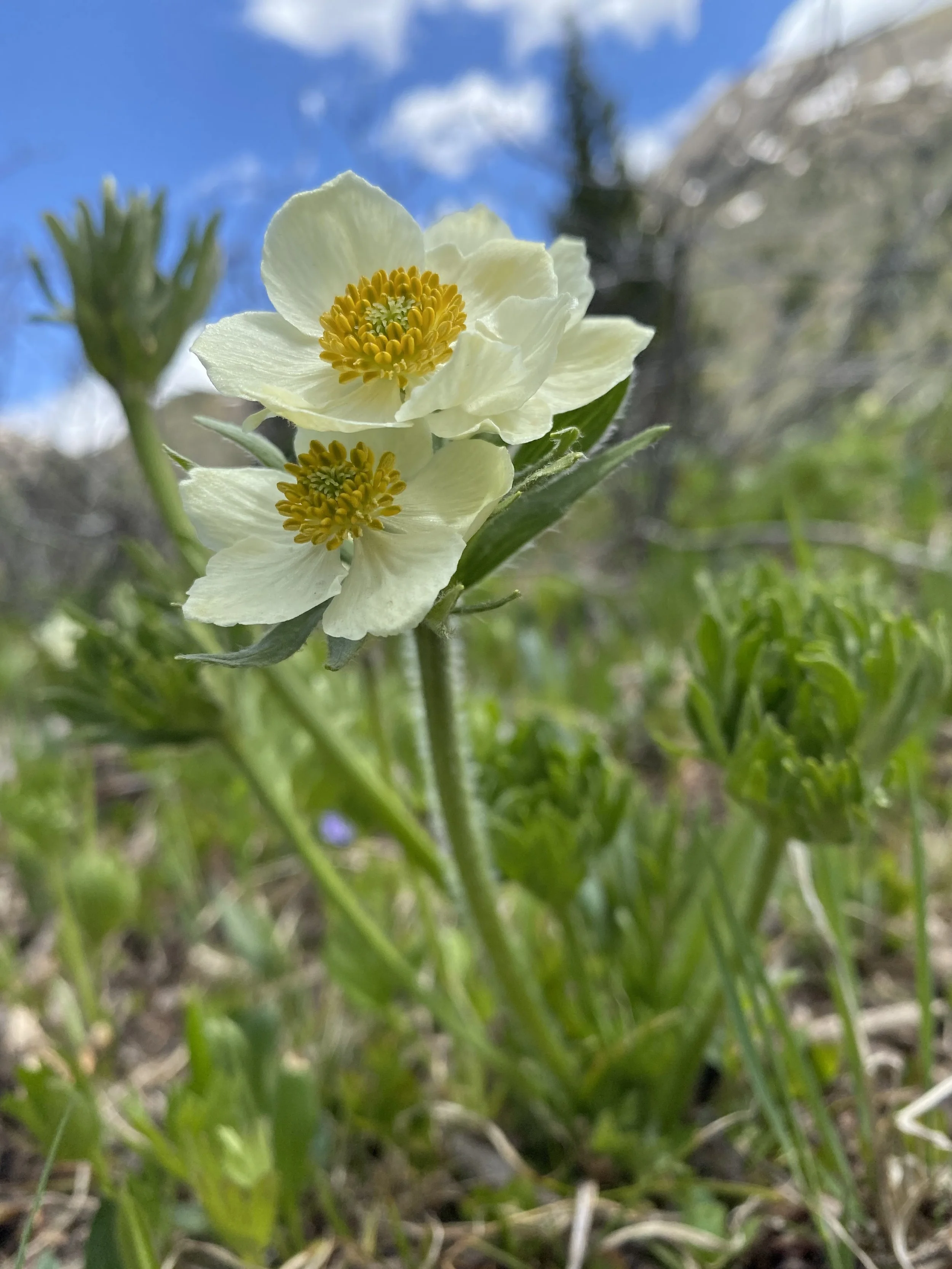 Narcissim  on display