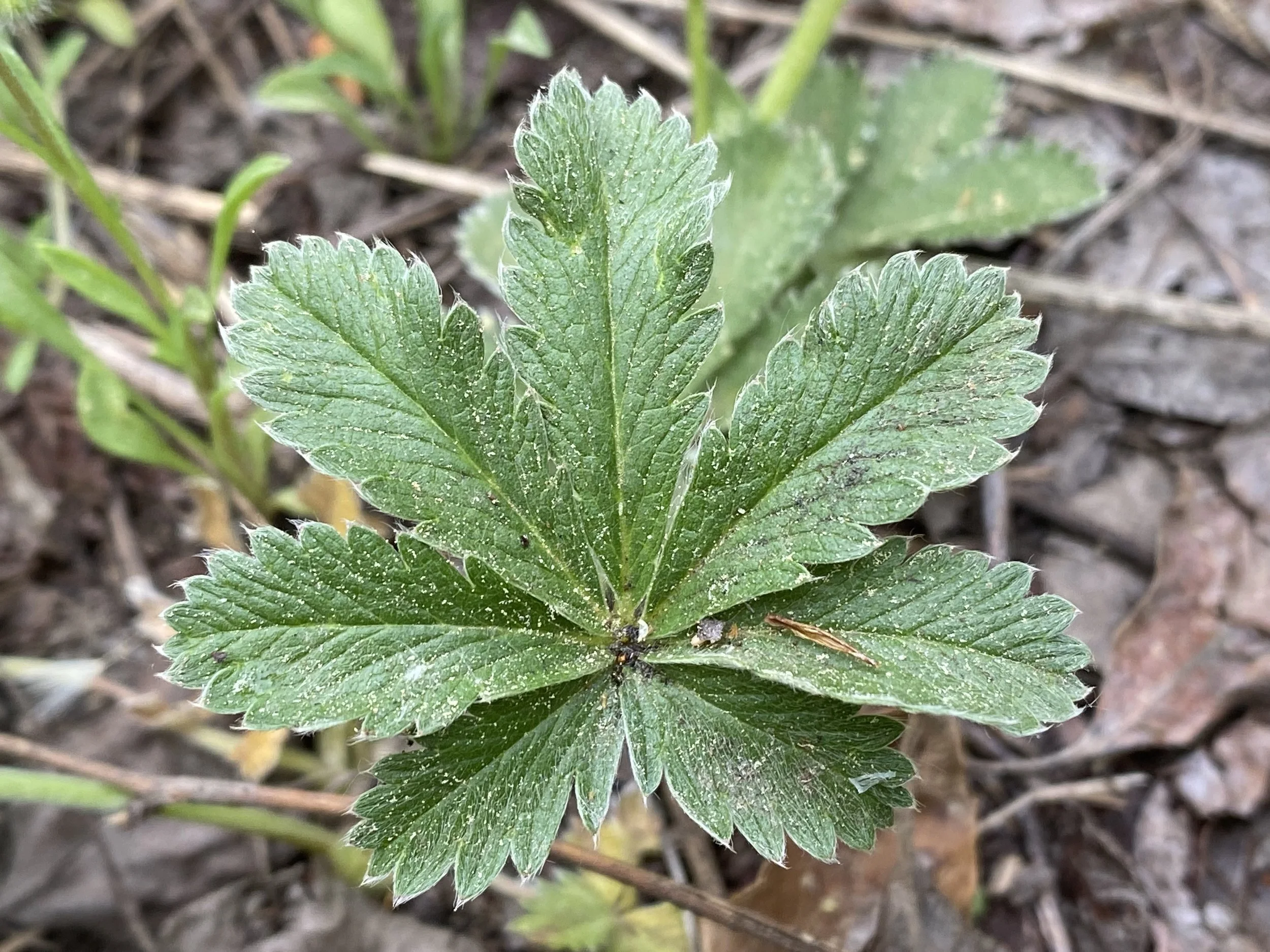 A pretty potentilla