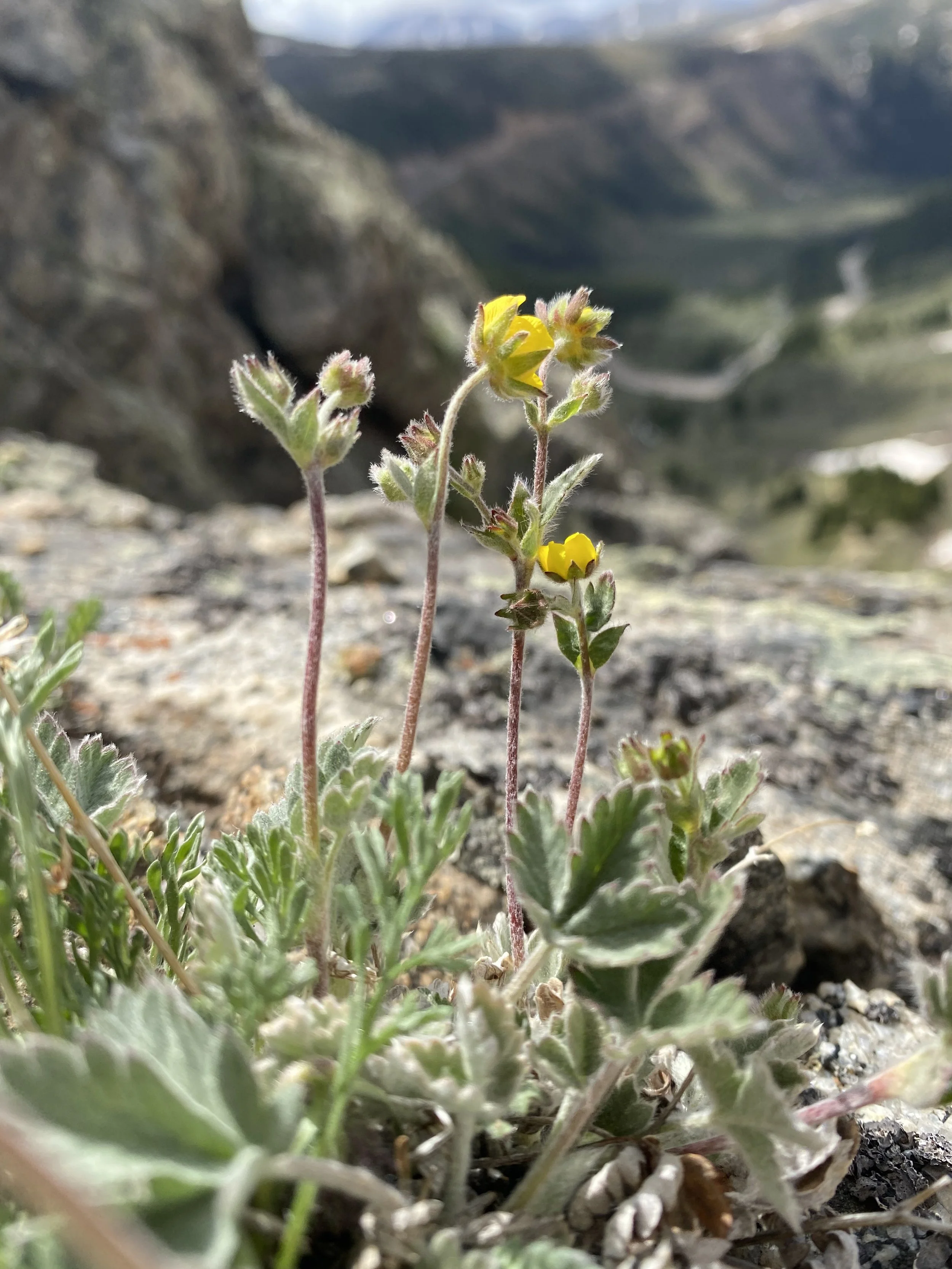 Alpine cinquefoil