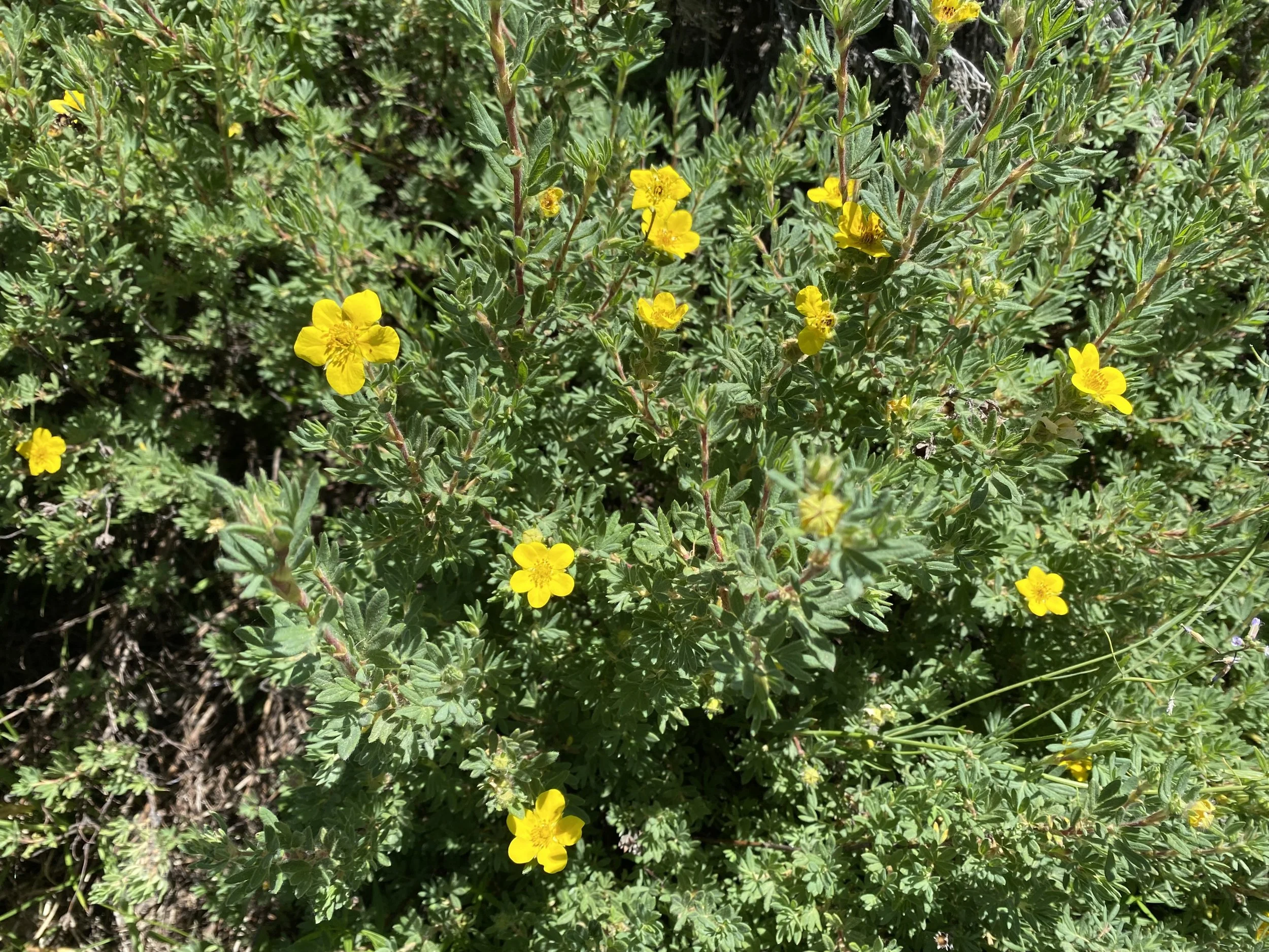 The shrubby one