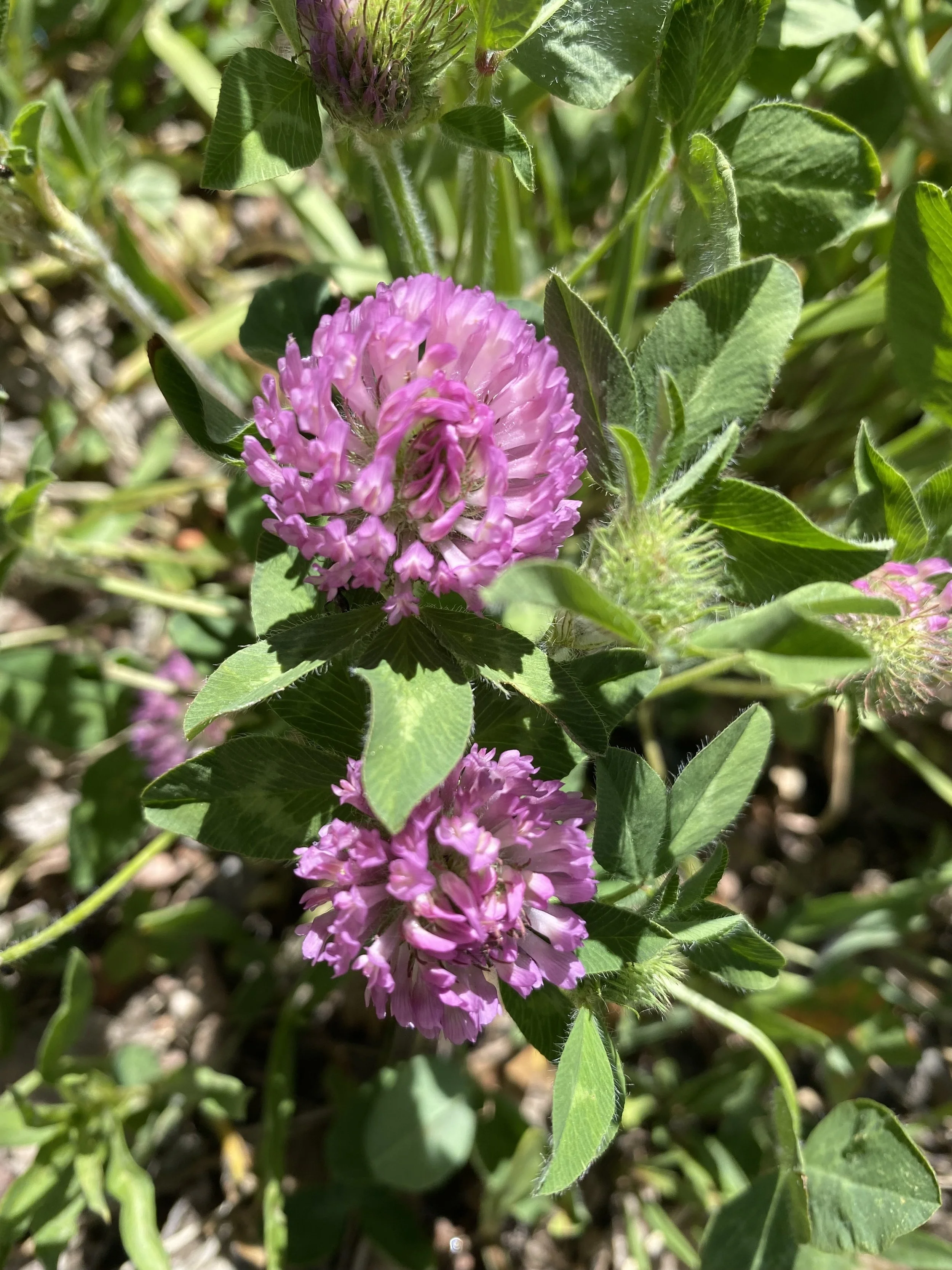 Red clover, red clover . . . 