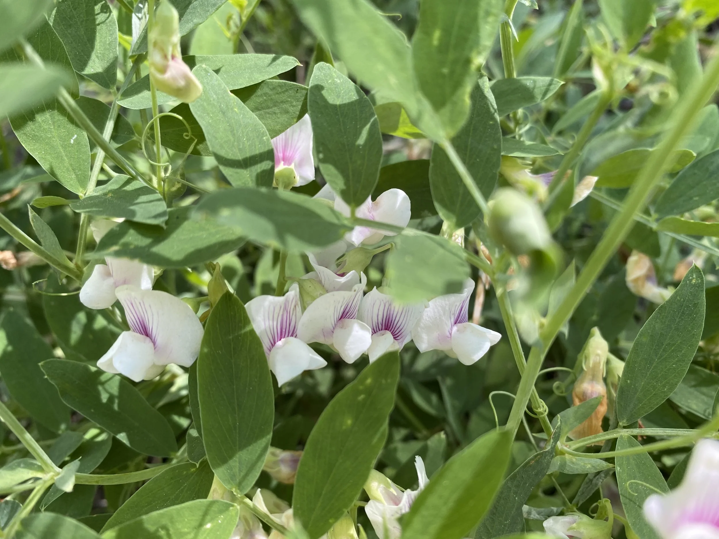 Visualize whirled peas