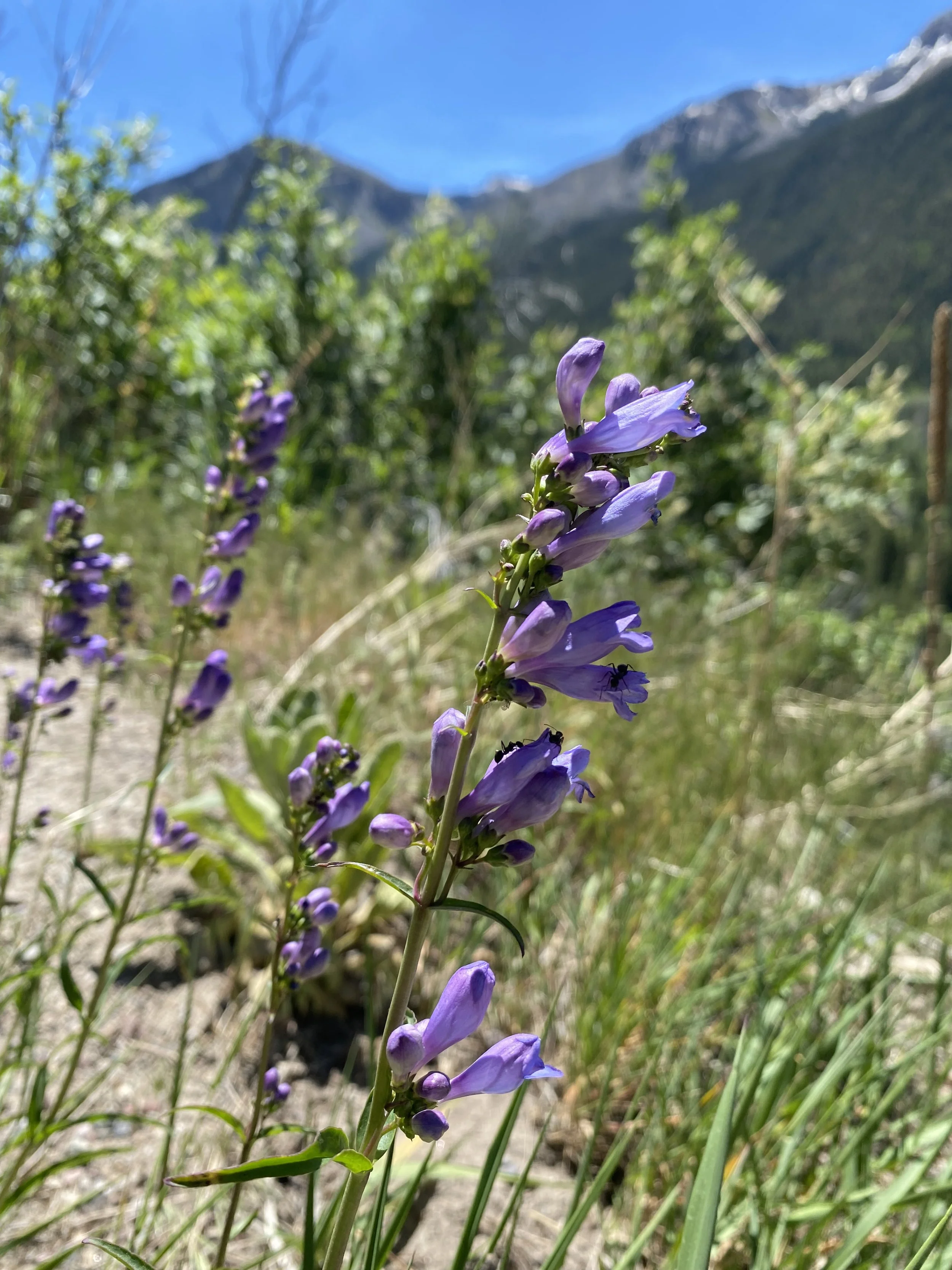 Rocky Mountain Regal