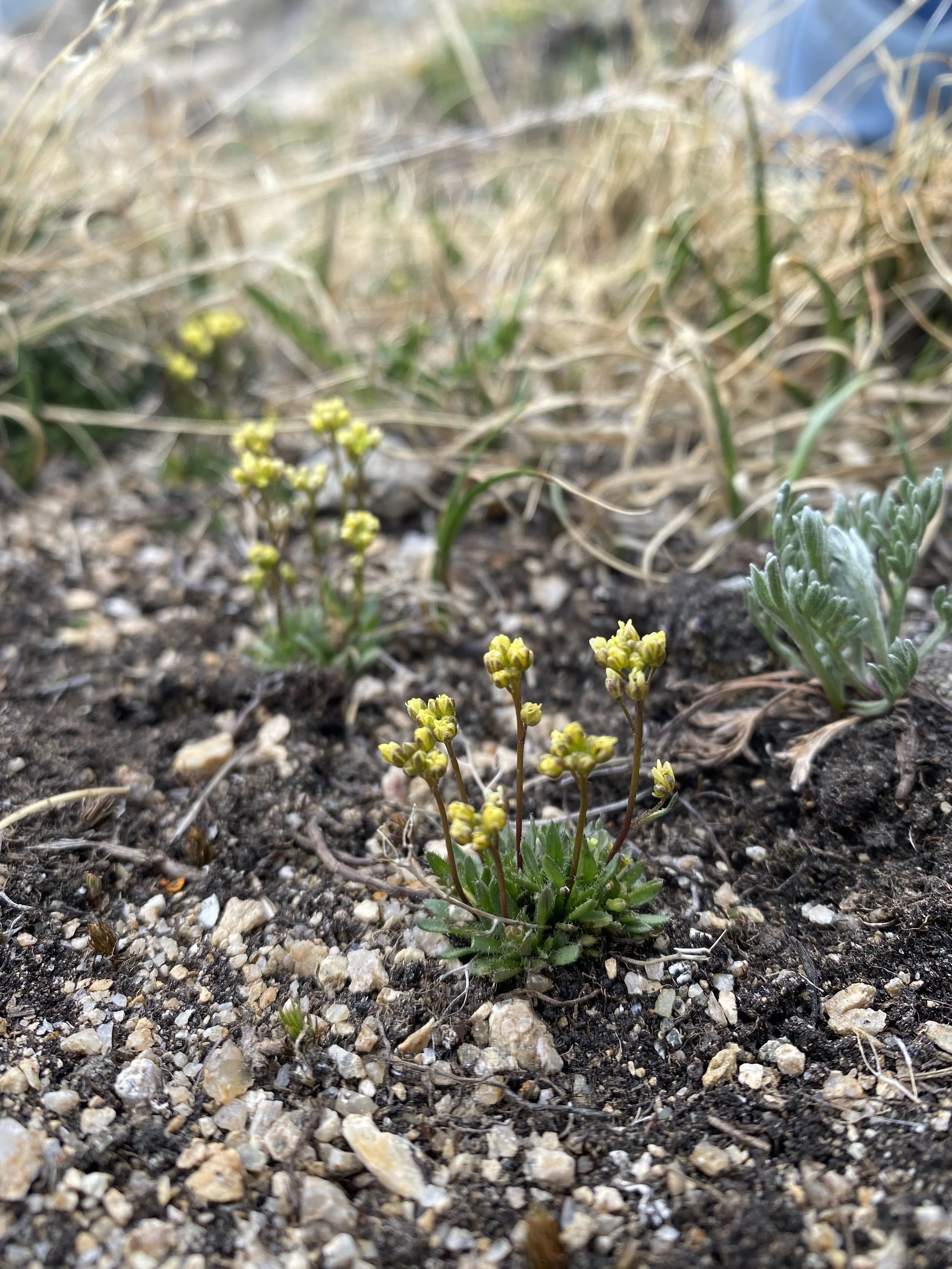 The most delicate draba