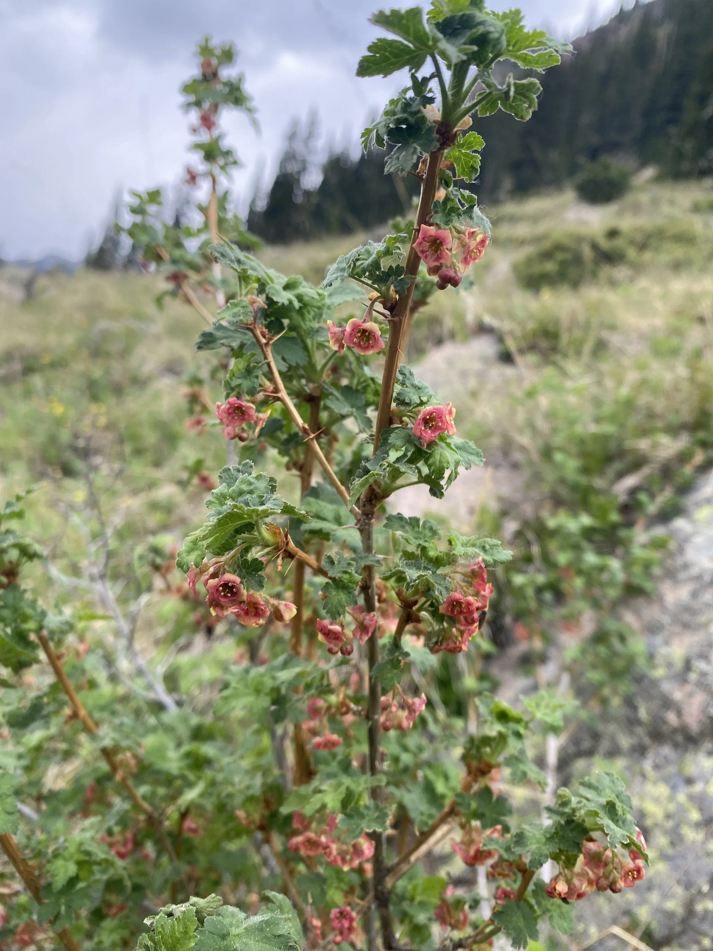 These berries won't kill you