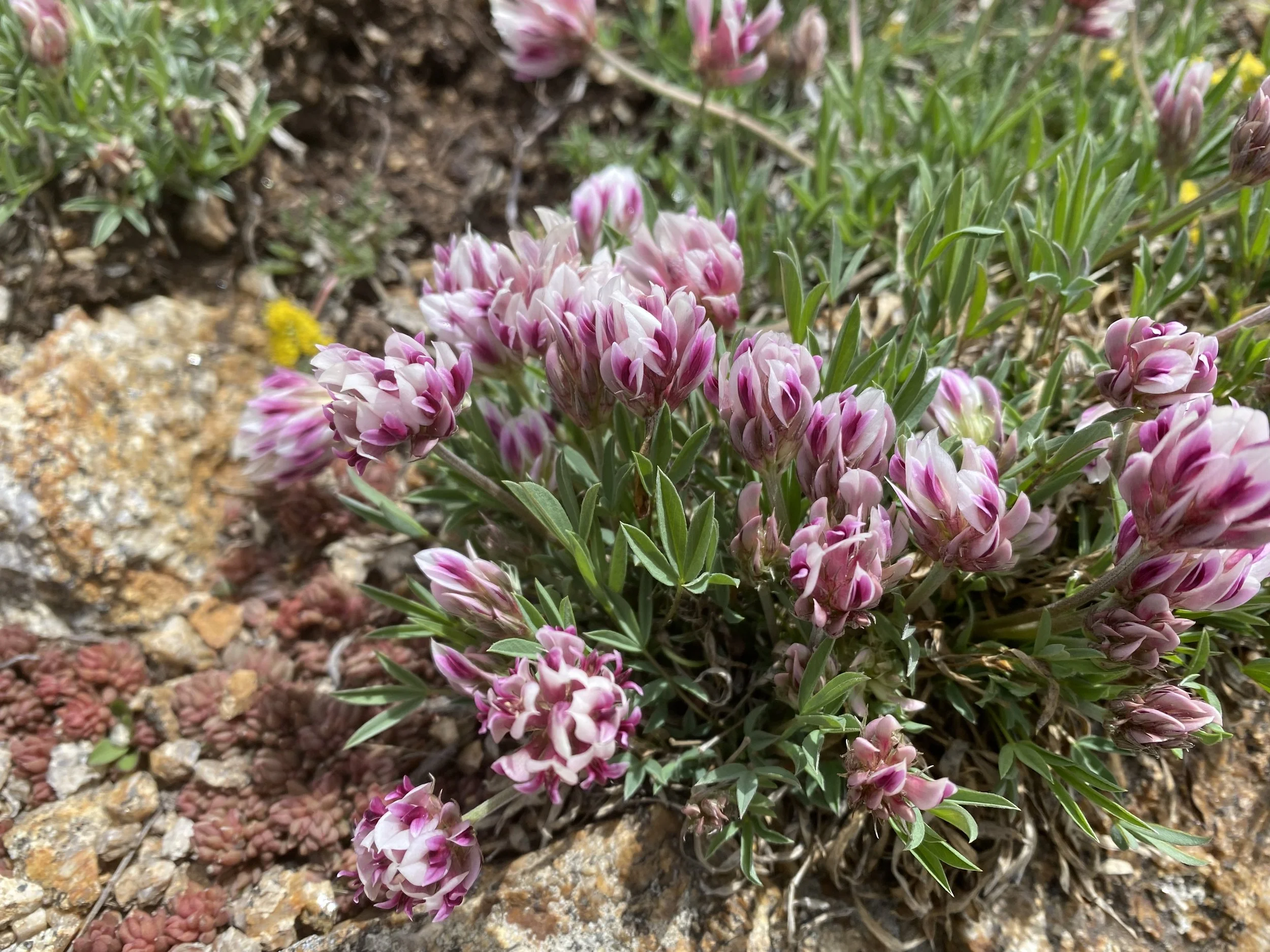 Lucky clovers