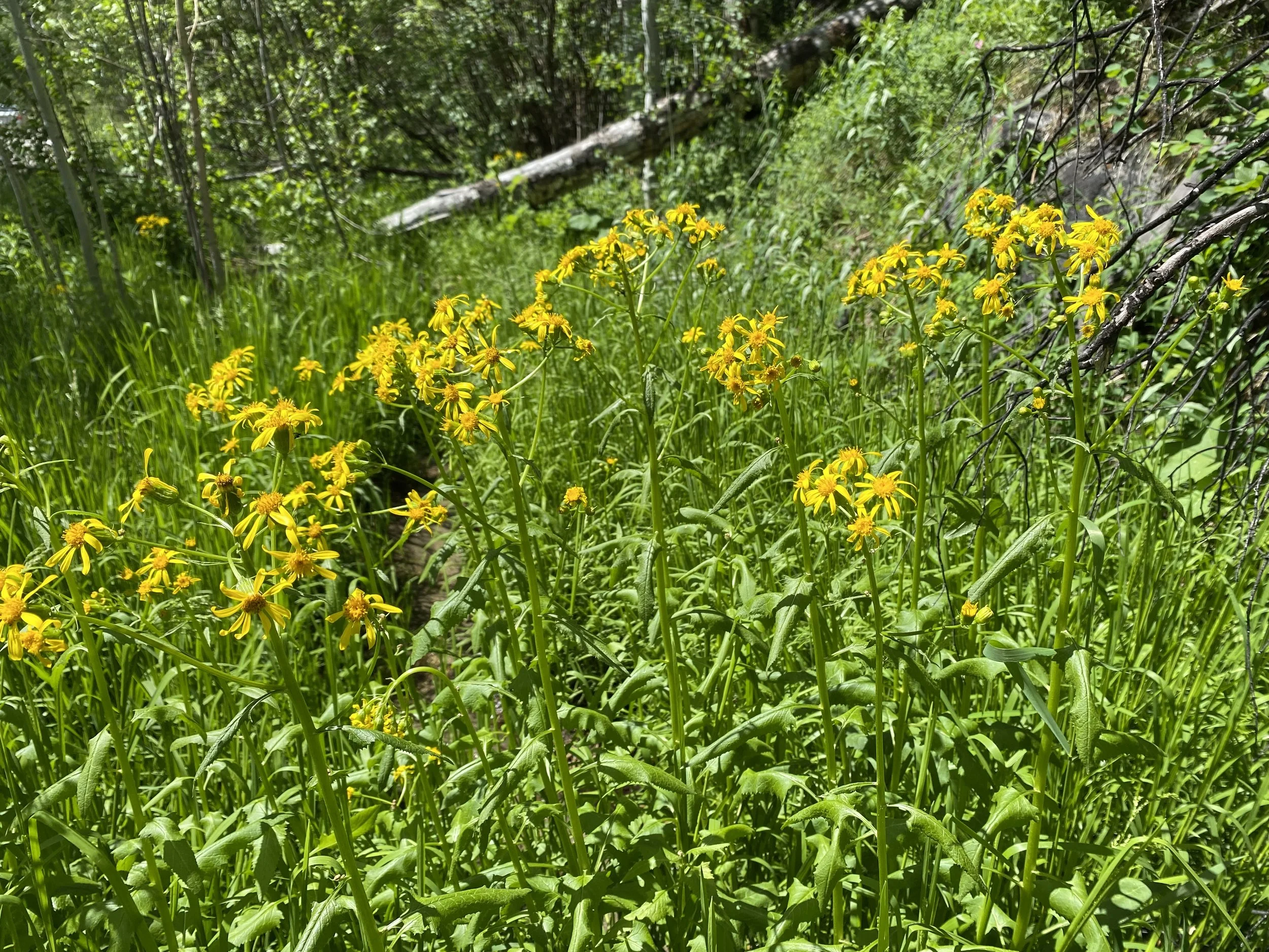 Triangles in nature?