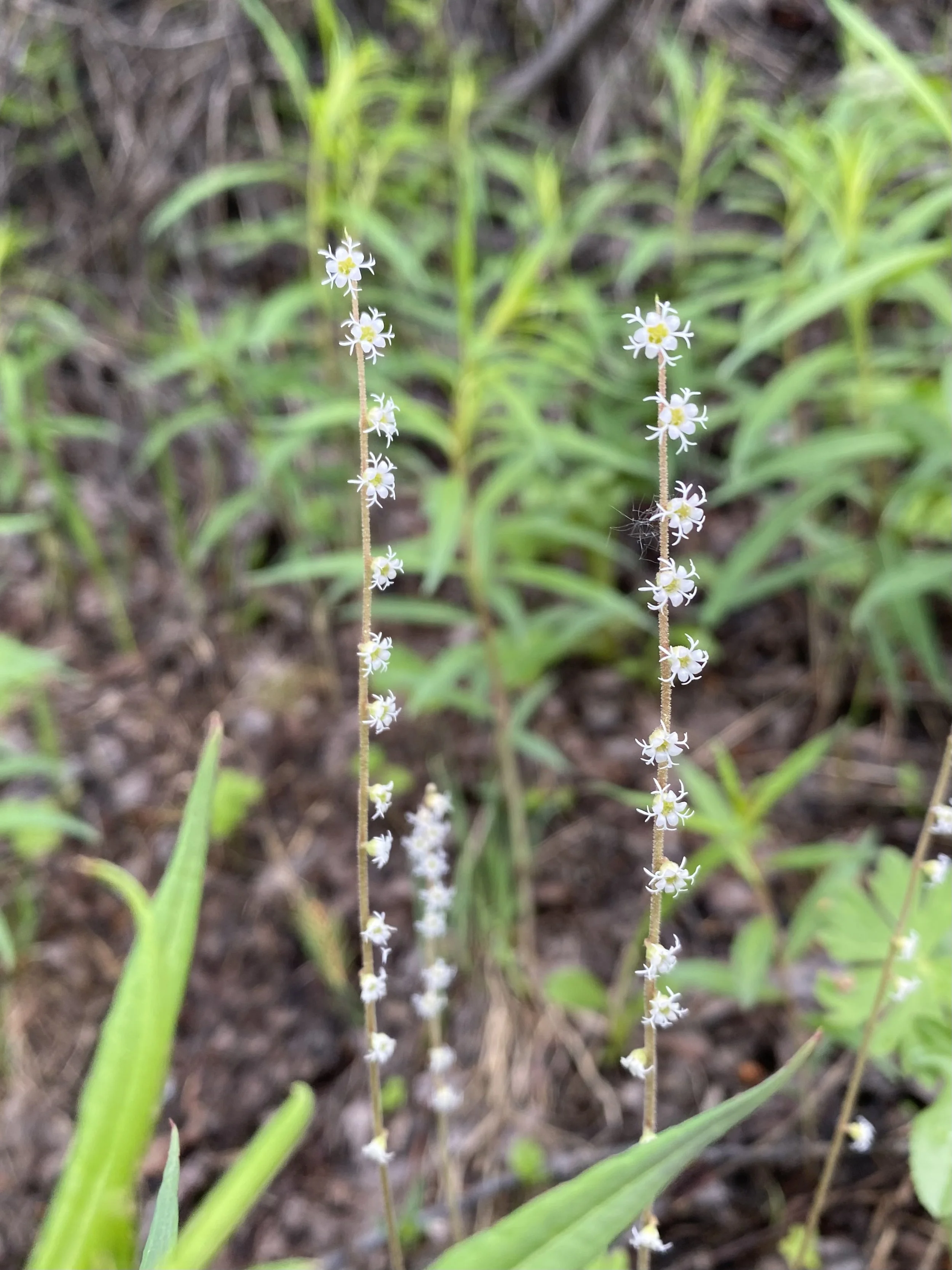 Satellite saxifrage