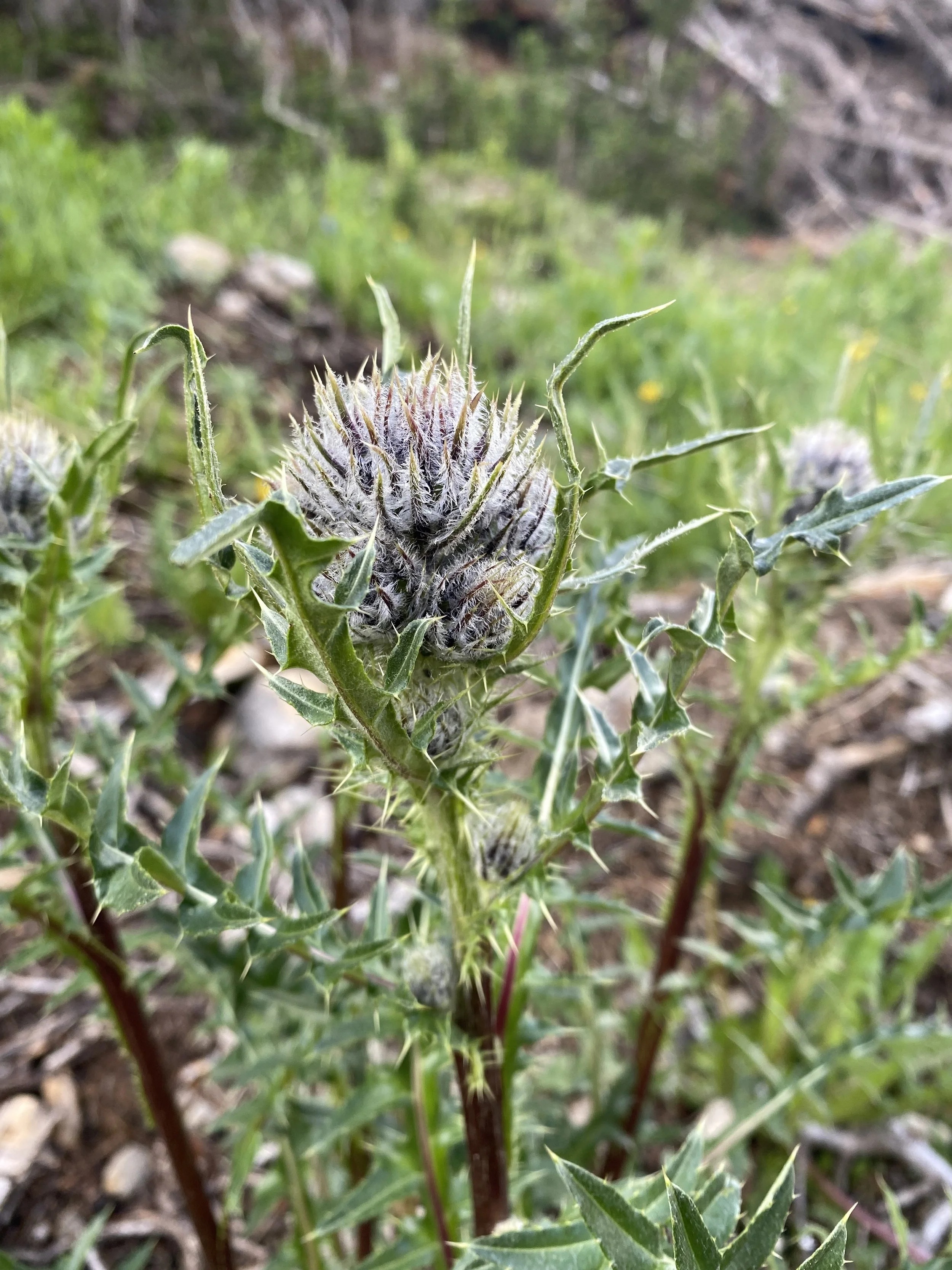 A thistle to love
