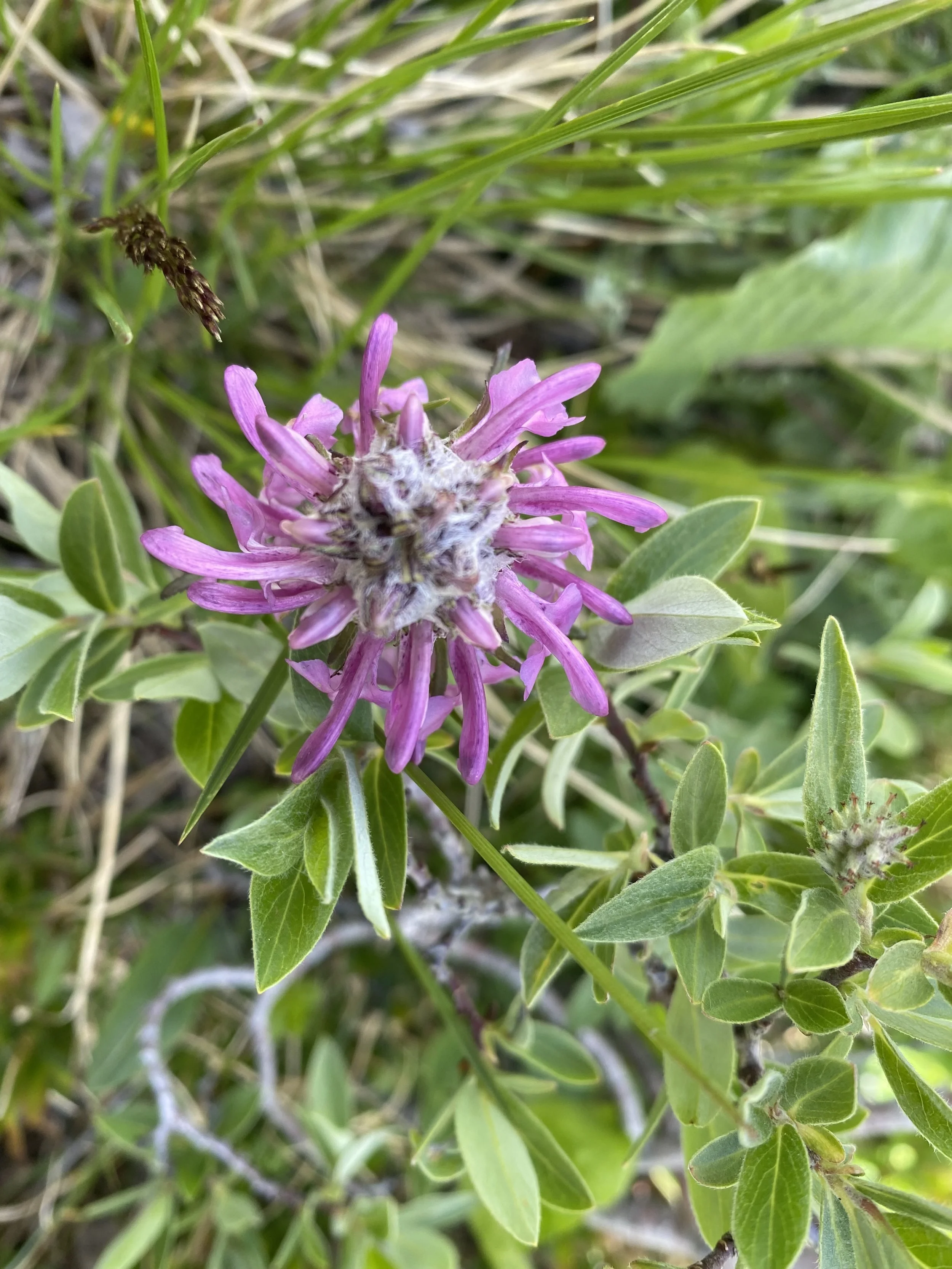 Worst named flower?