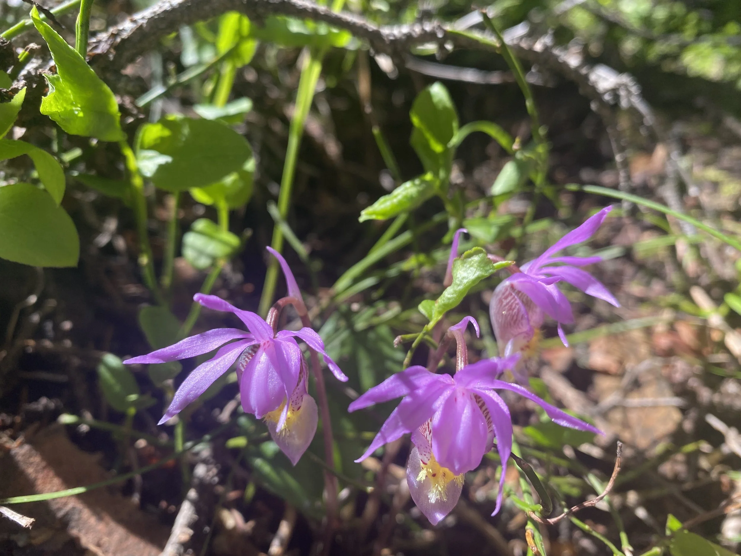 Finally the fairy slipper!