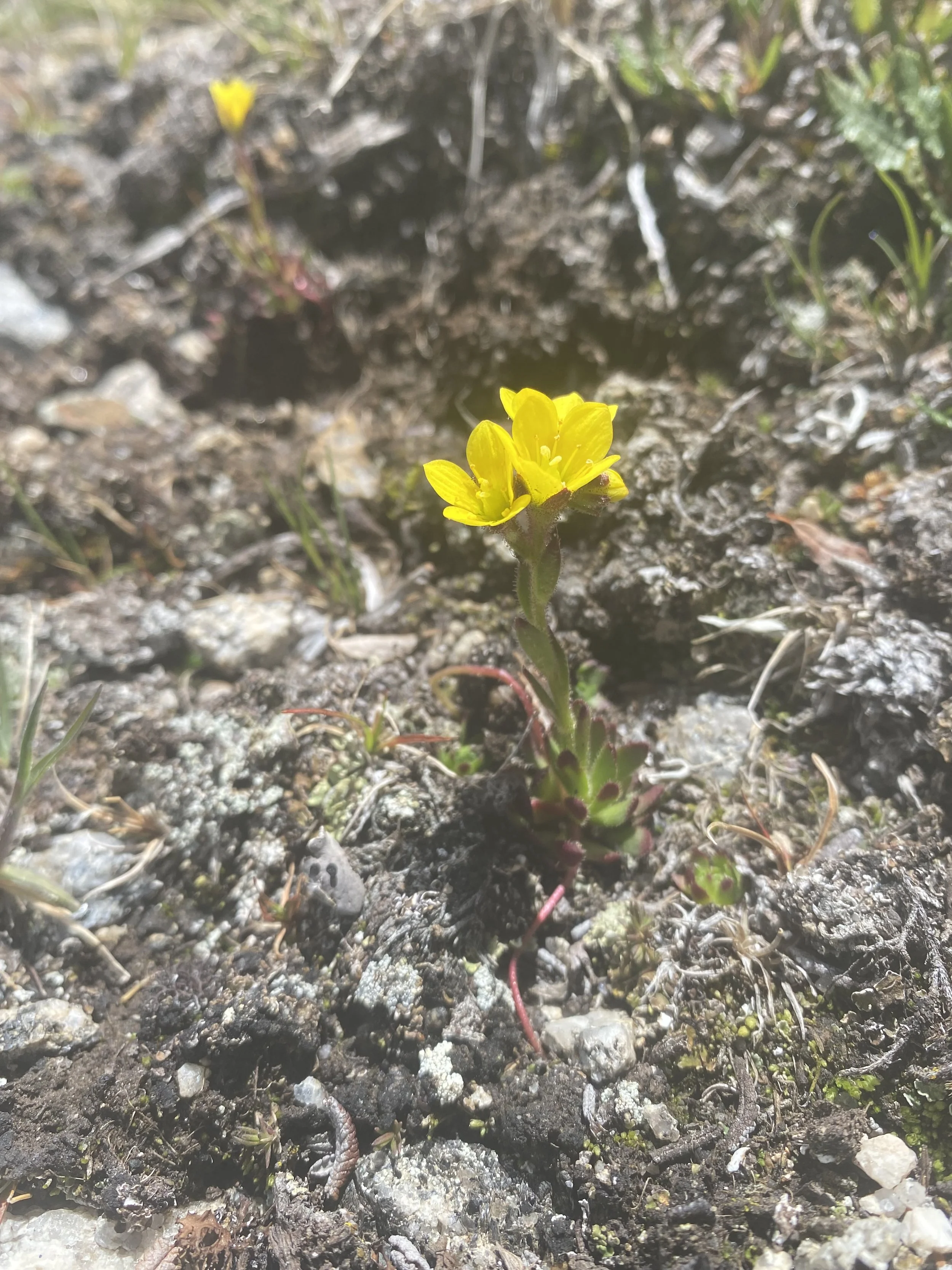 Red runners, red runners — Independence Pass Foundation