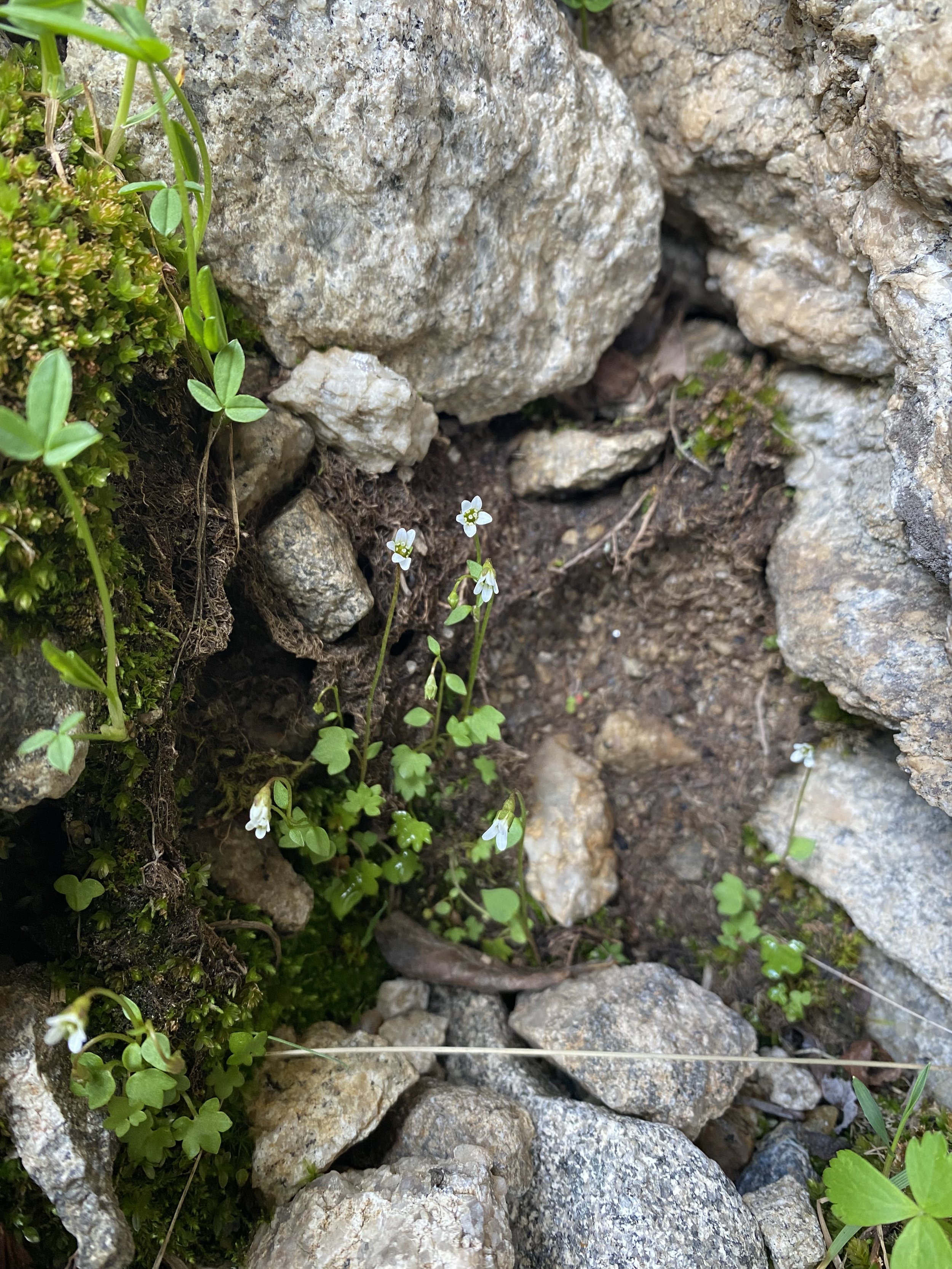 Our smallest saxifrage