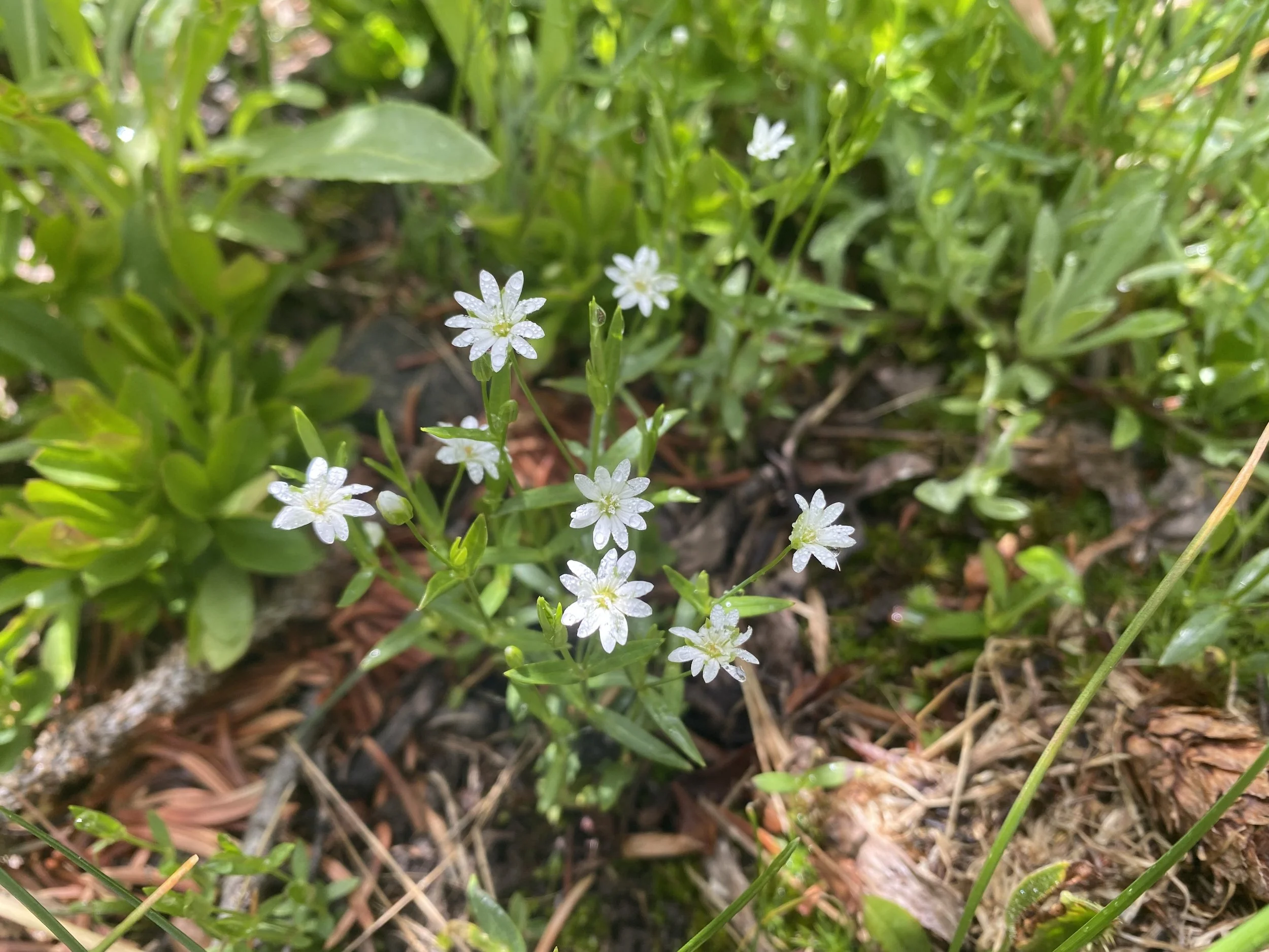  A long-limbed star