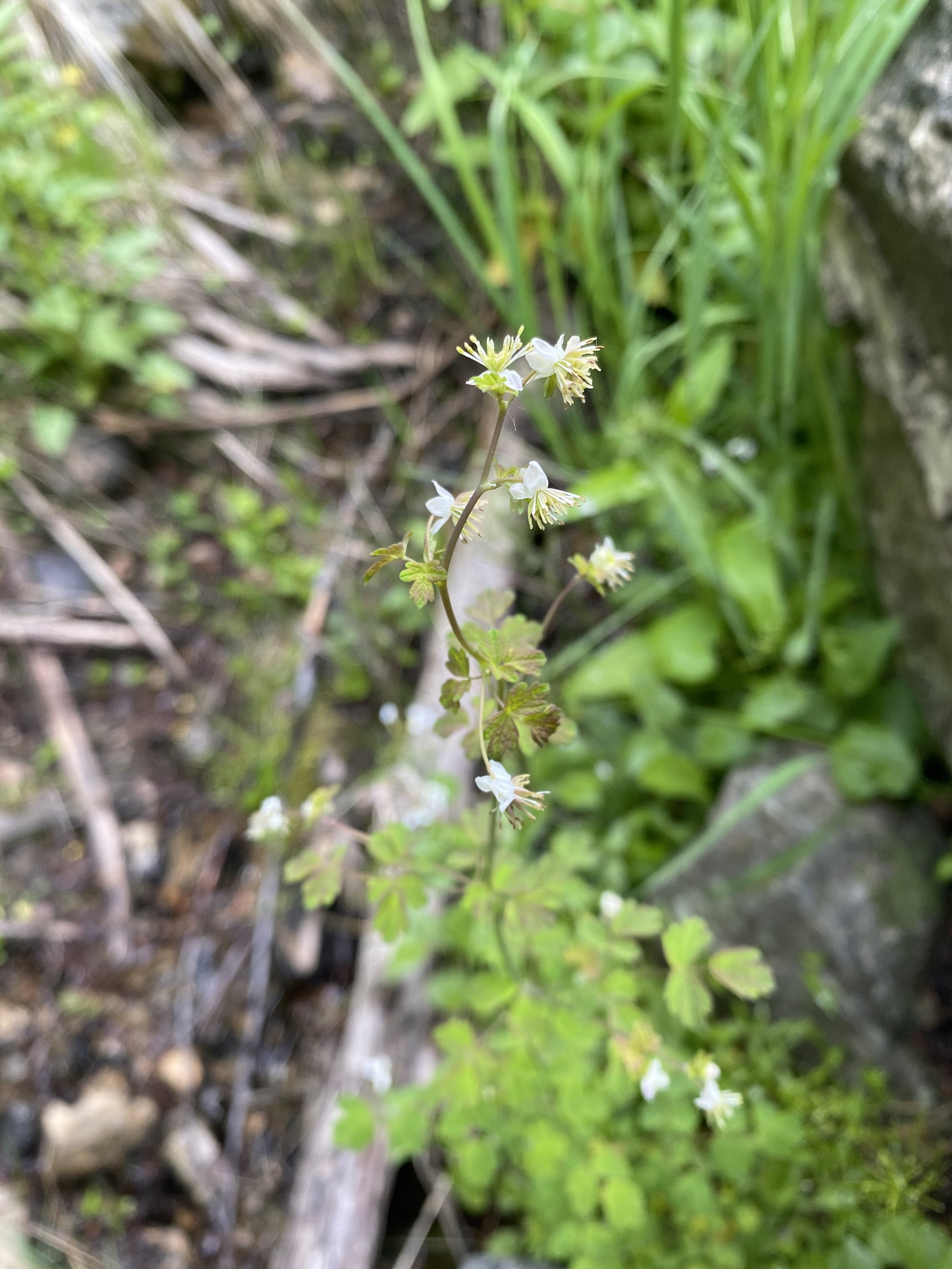  The daintier meadowrue